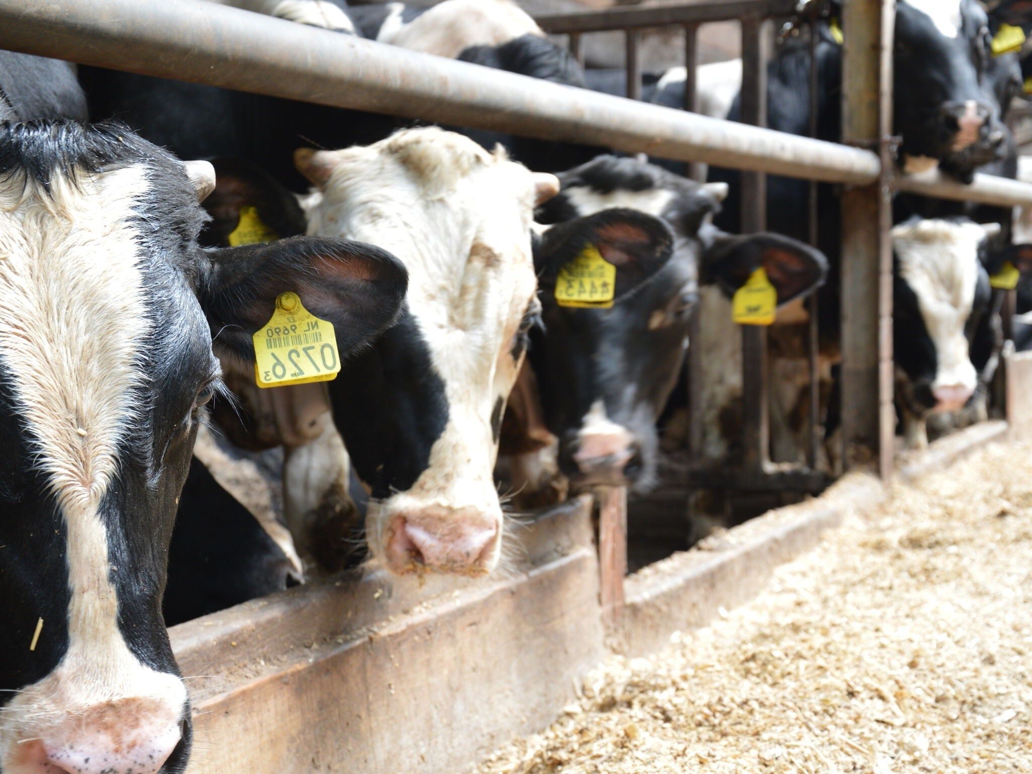 Broodkast in Geesteren - Foto 17 van 21