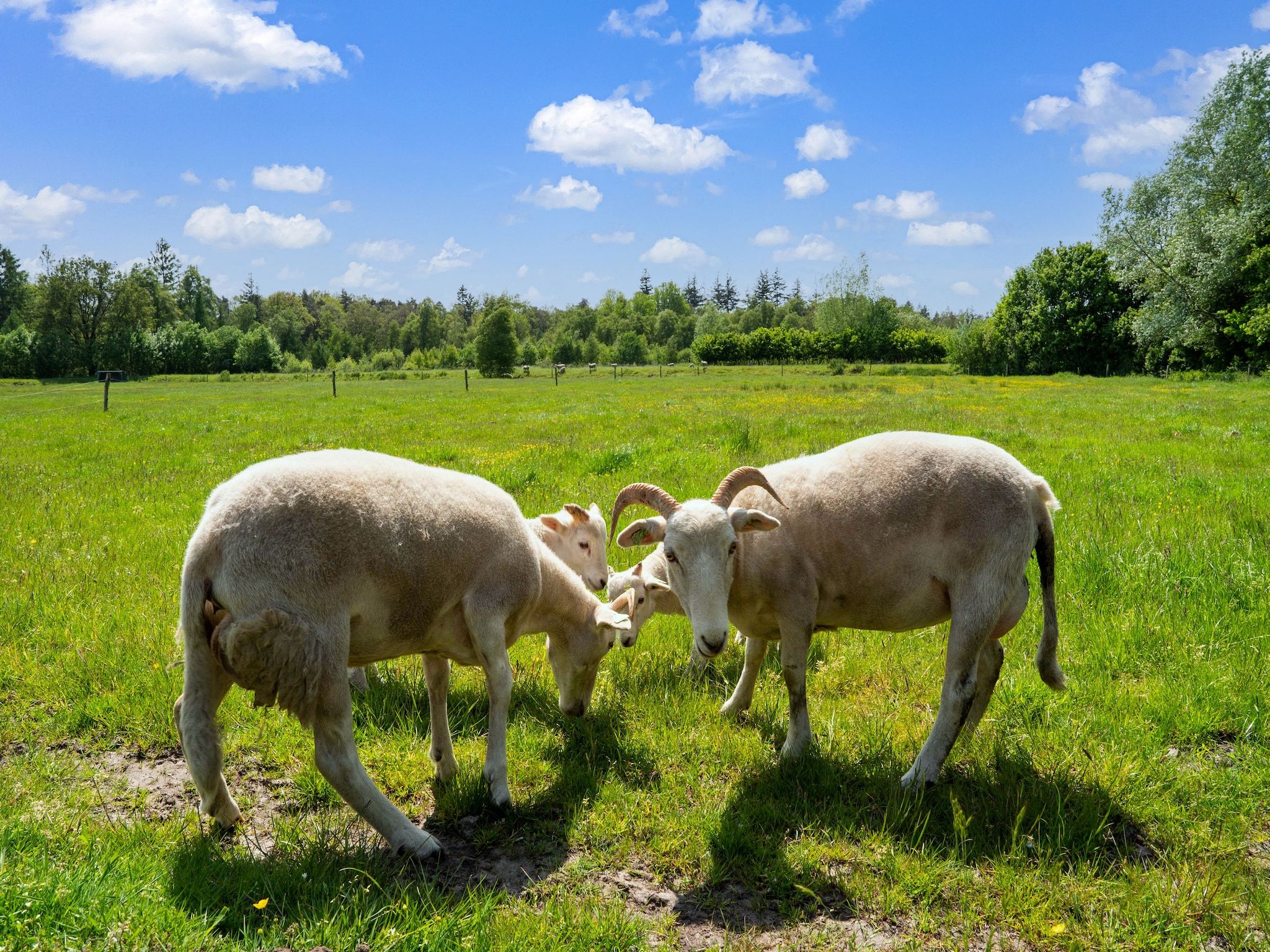 De tuin van Natuurhuis Dichtbij in Beilen