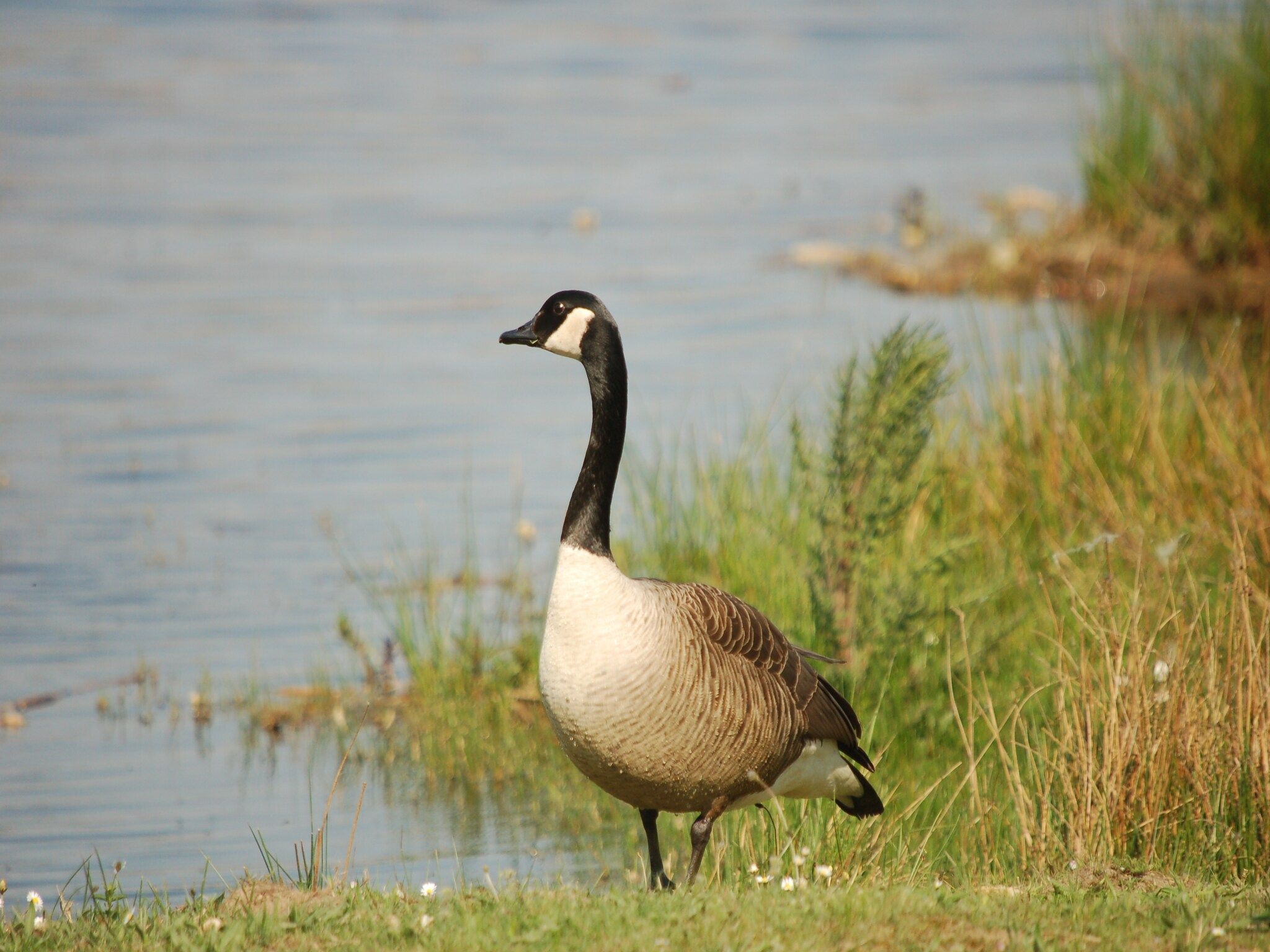 Sfeerbeeld van Bungalow 27 in Stramproy