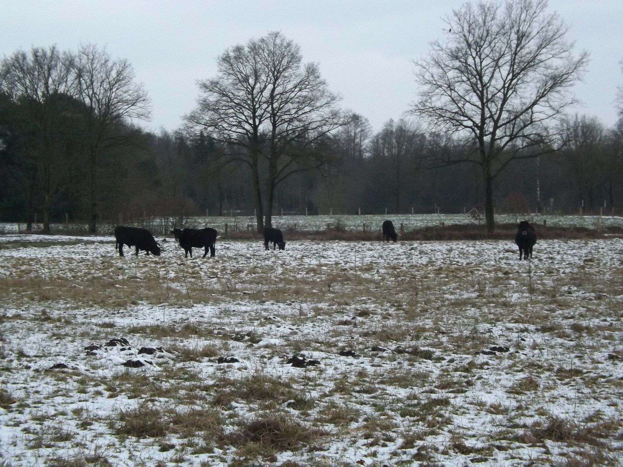 Bungalow 27 in Stramproy - Foto 32 van 36