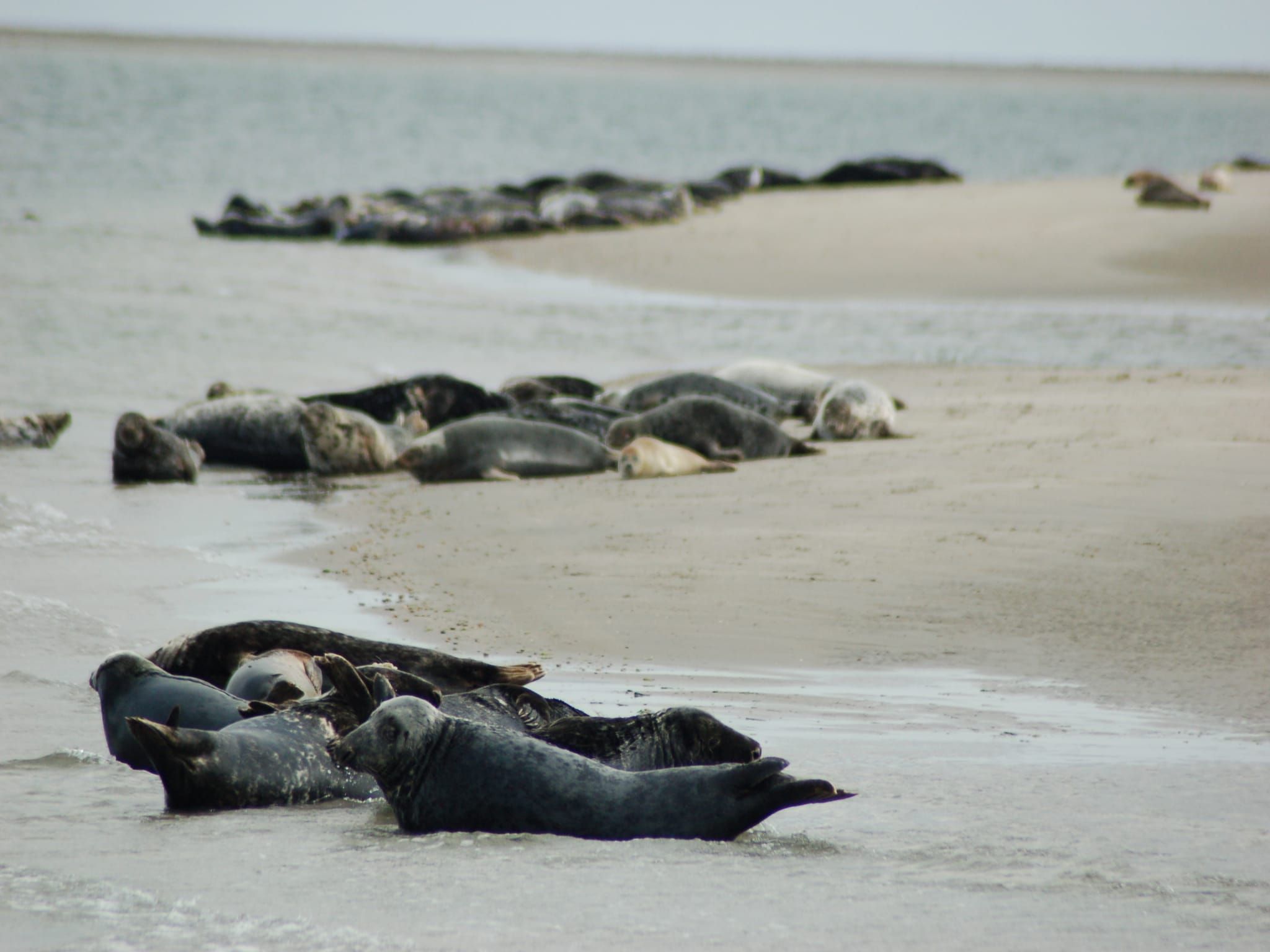 Kustpark Texel 4 in De Koog - Foto 27 van 40