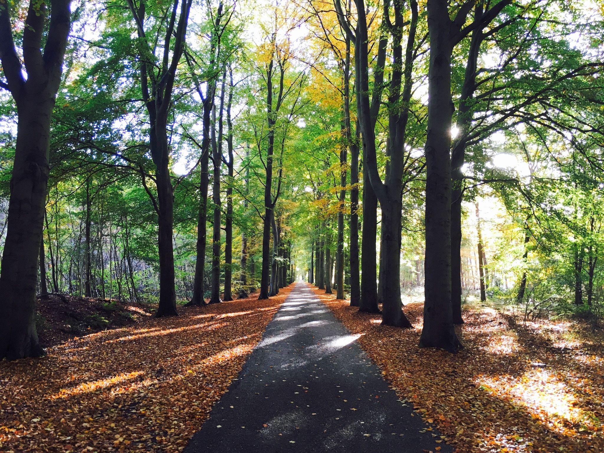 De omgeving van The Forest Cottage in Zorgvlied