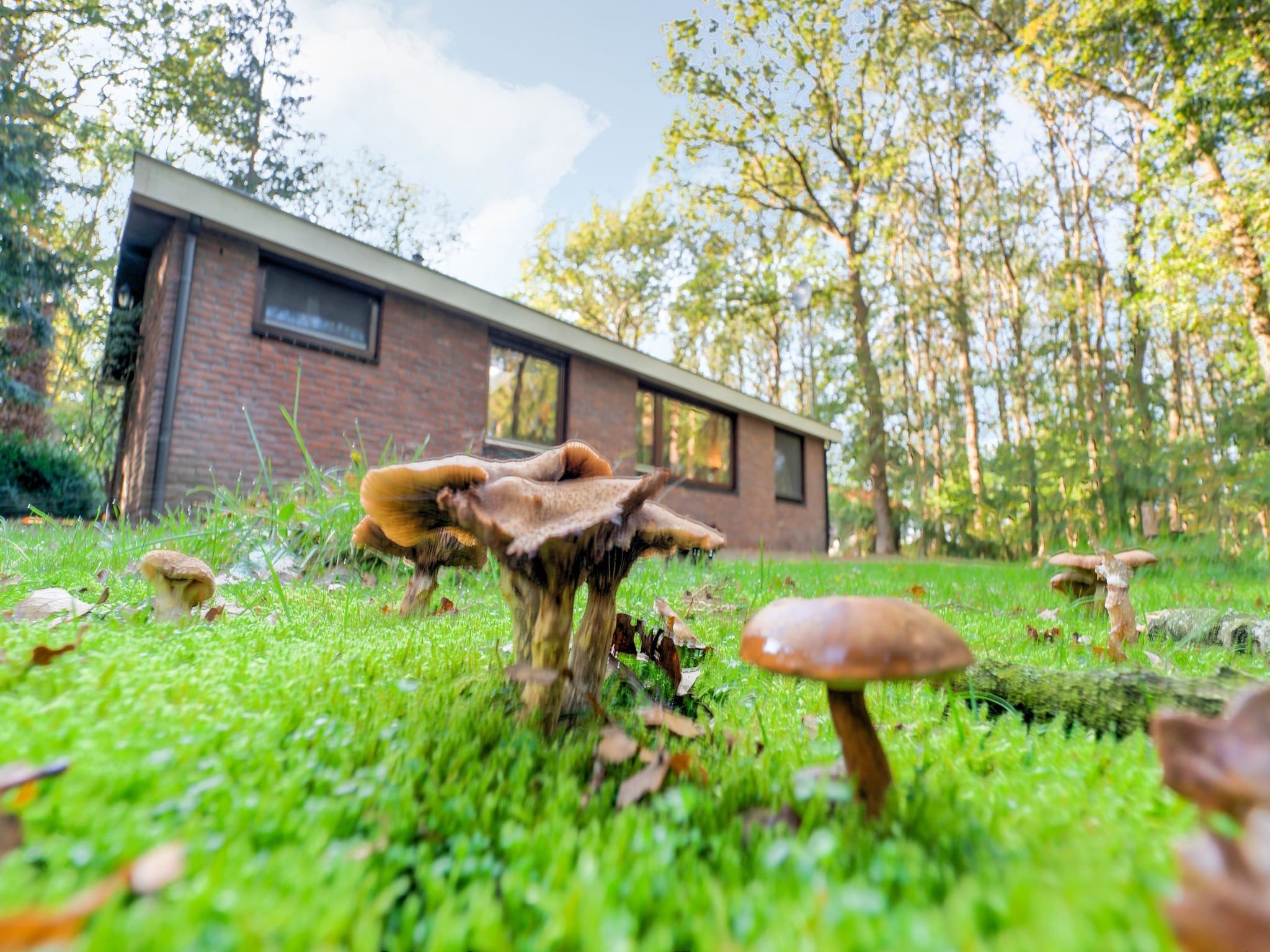 De tuin van The Forest Cottage in Zorgvlied
