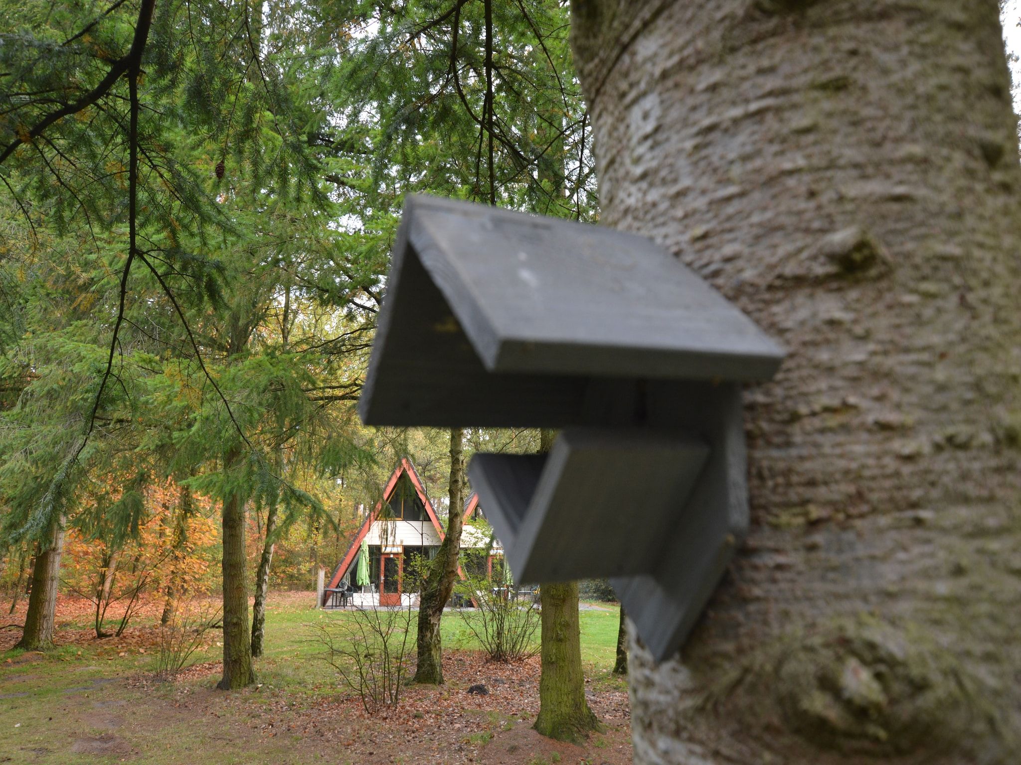 De tuin van Anjer Bungalow 61 in Stramproy