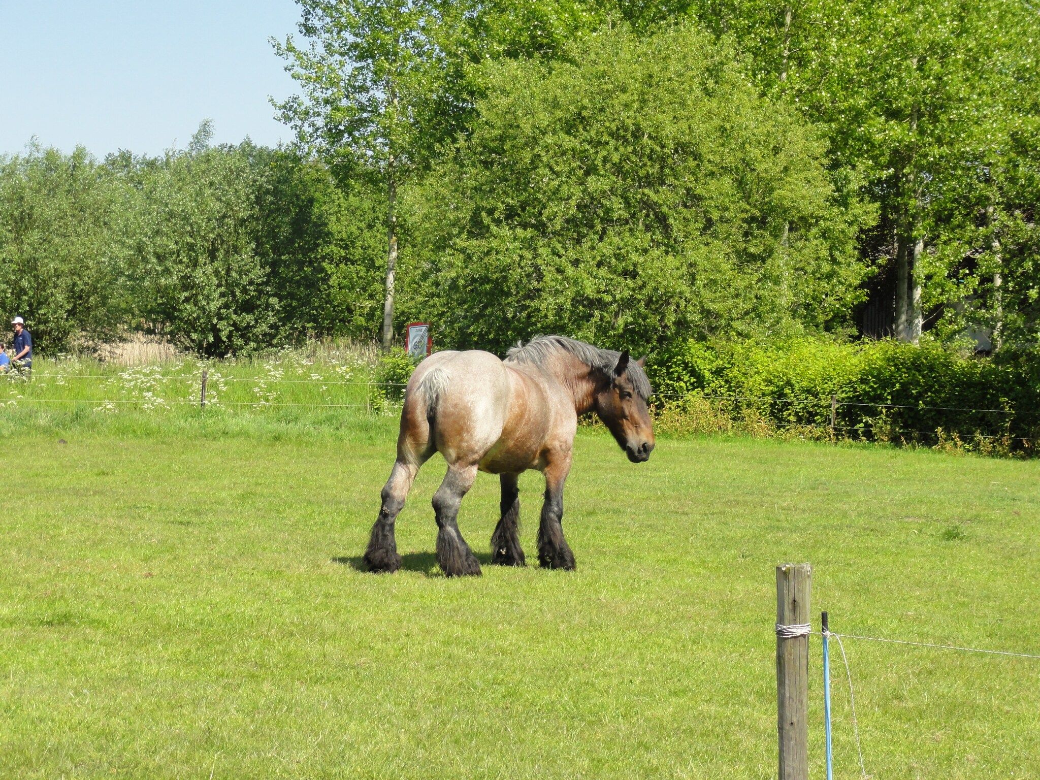 De omgeving van Houck in Koewacht