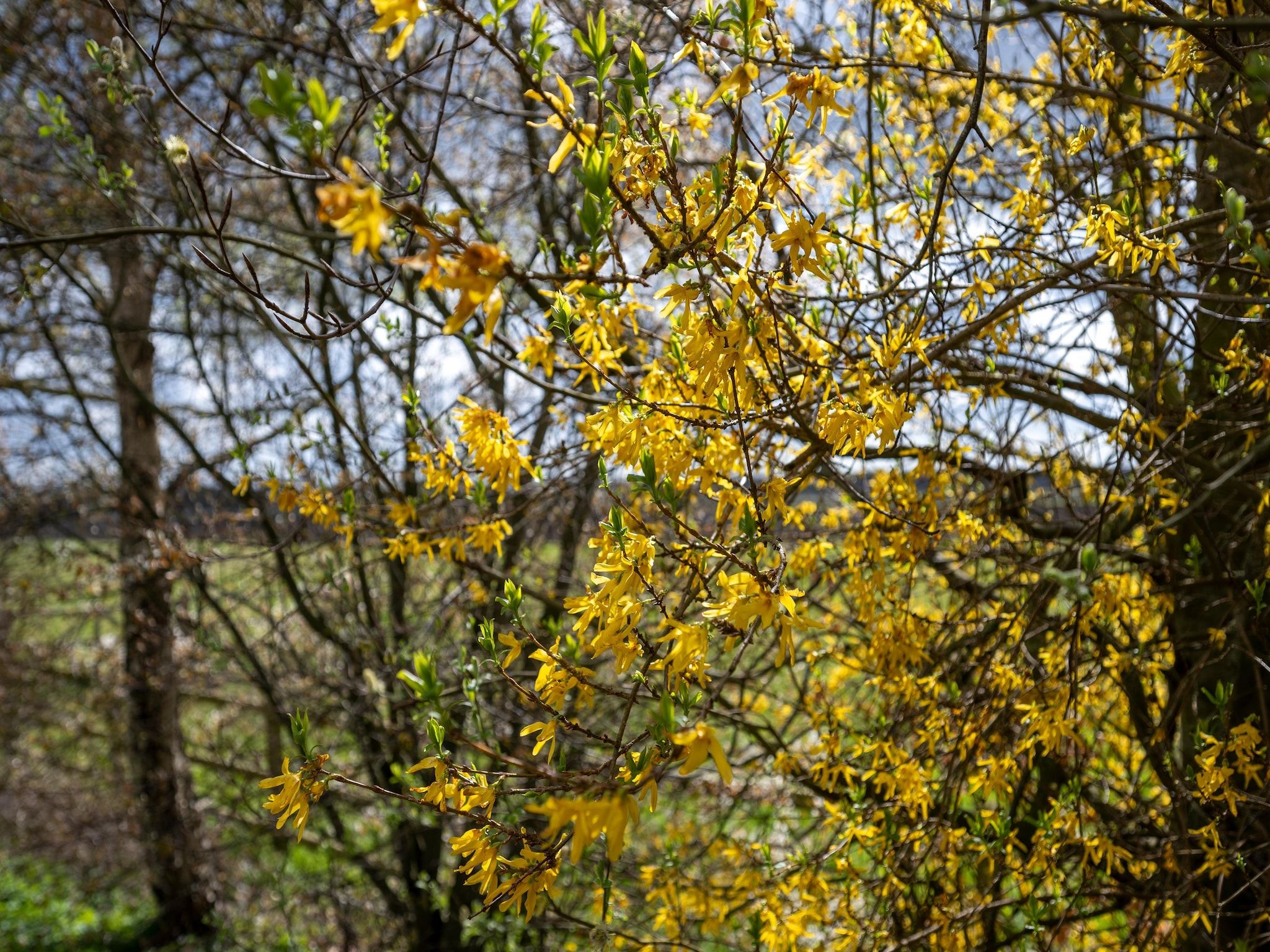 De omgeving van De Kibbelhoeve in Kibbelveen