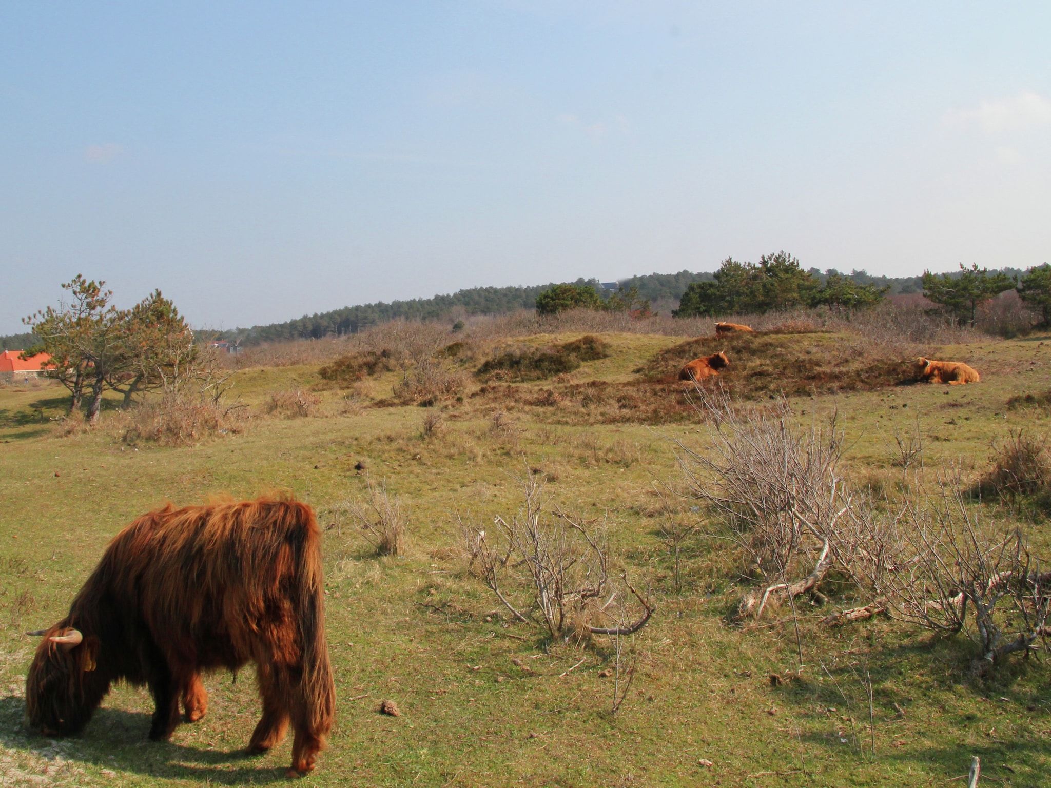 De omgeving van Sea Lodges Bloemendaal 4 in Bloemendaal