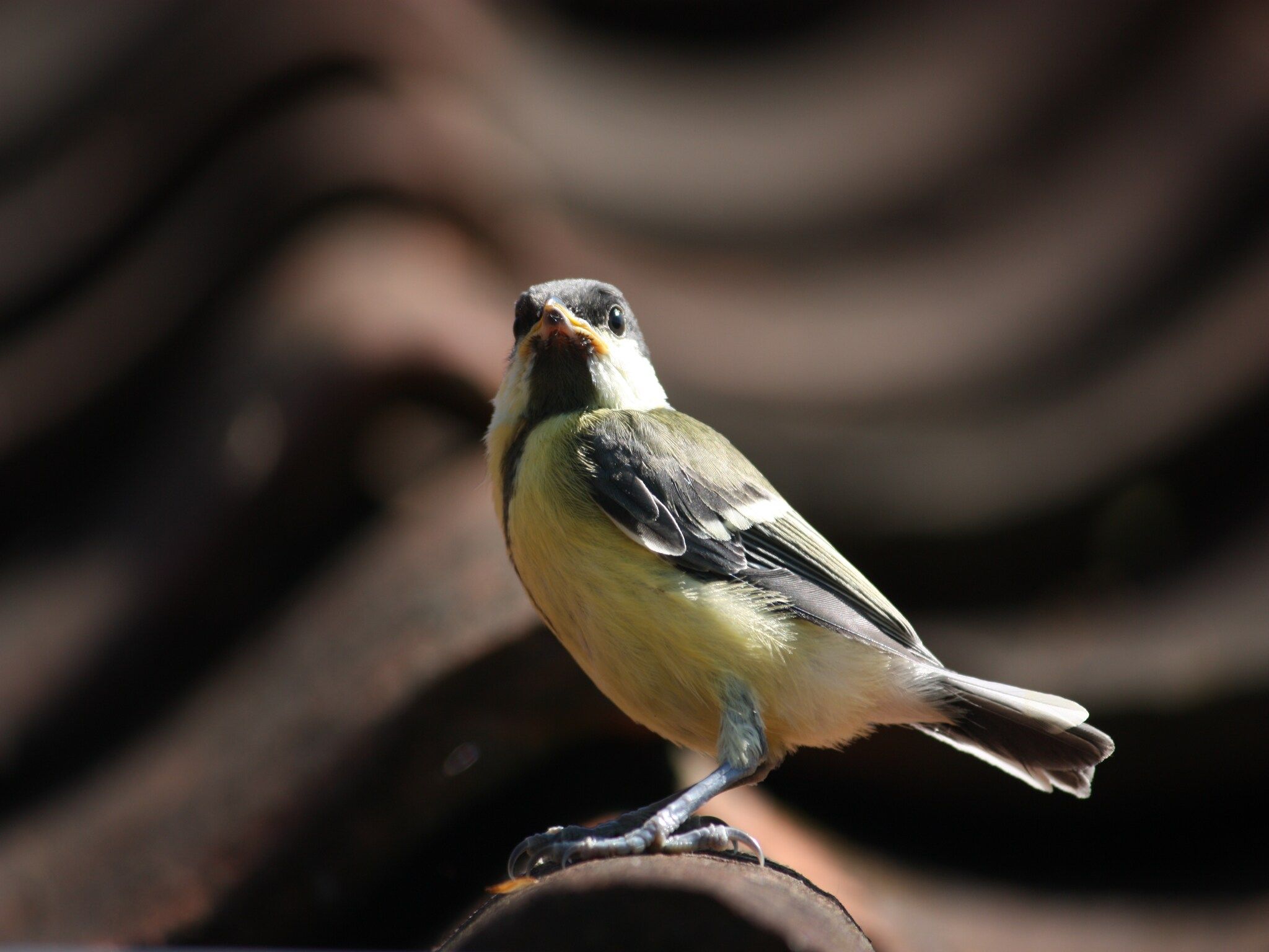 Tuinpad in Geesteren - Foto 26 van 40