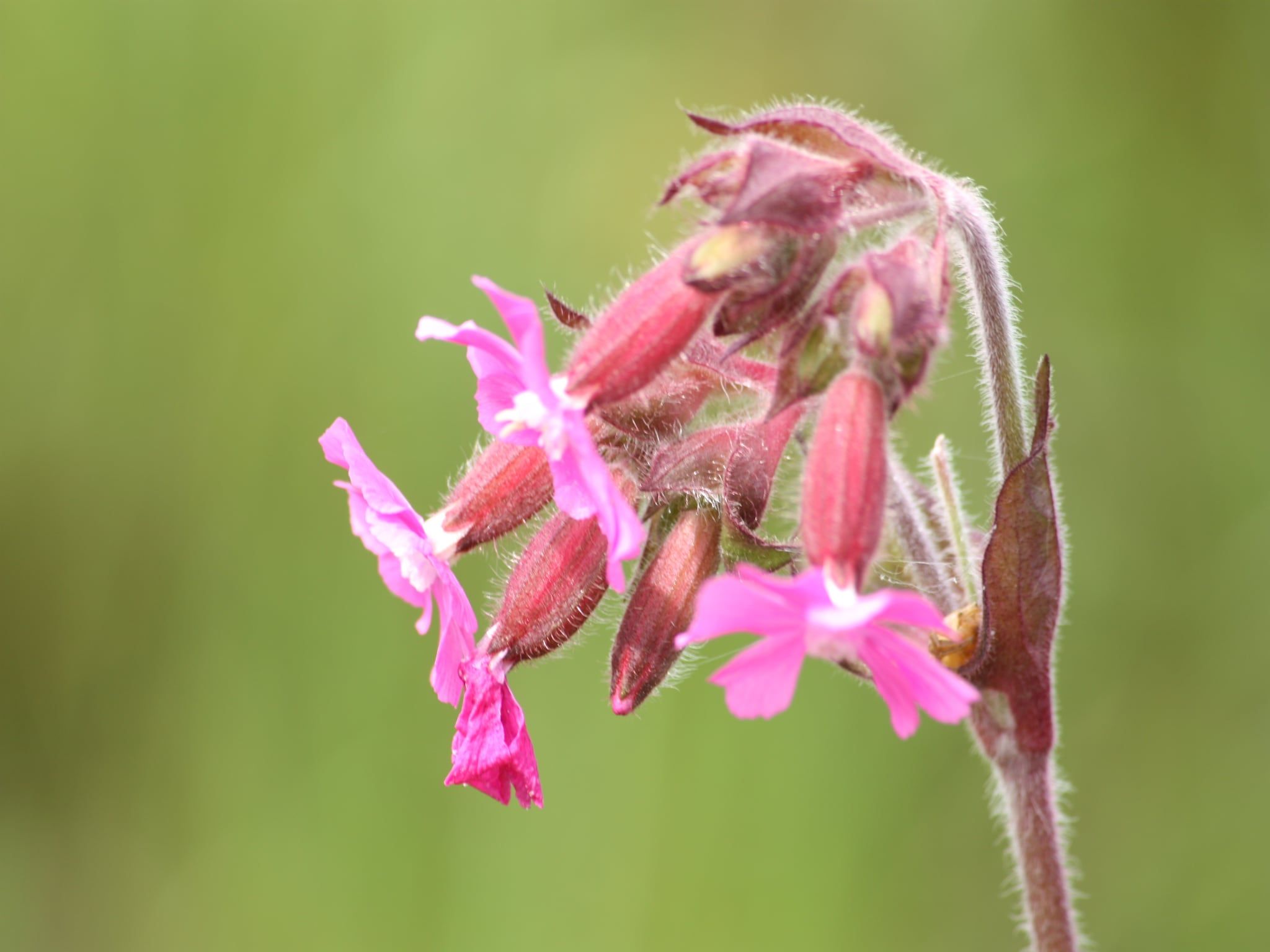 Tuinpad in Geesteren - Foto 27 van 40