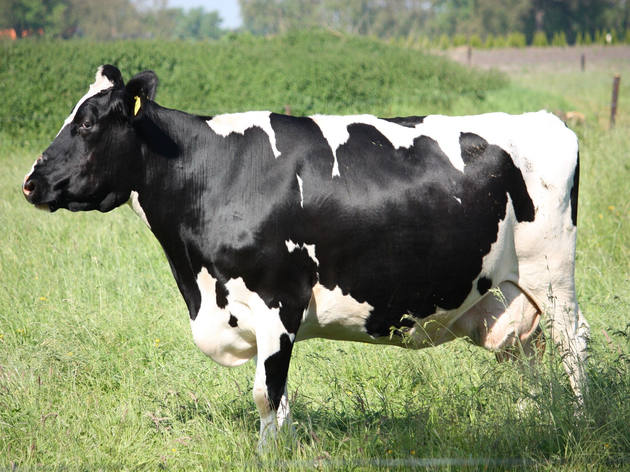 Tuinpad in Geesteren - Foto 28 van 40