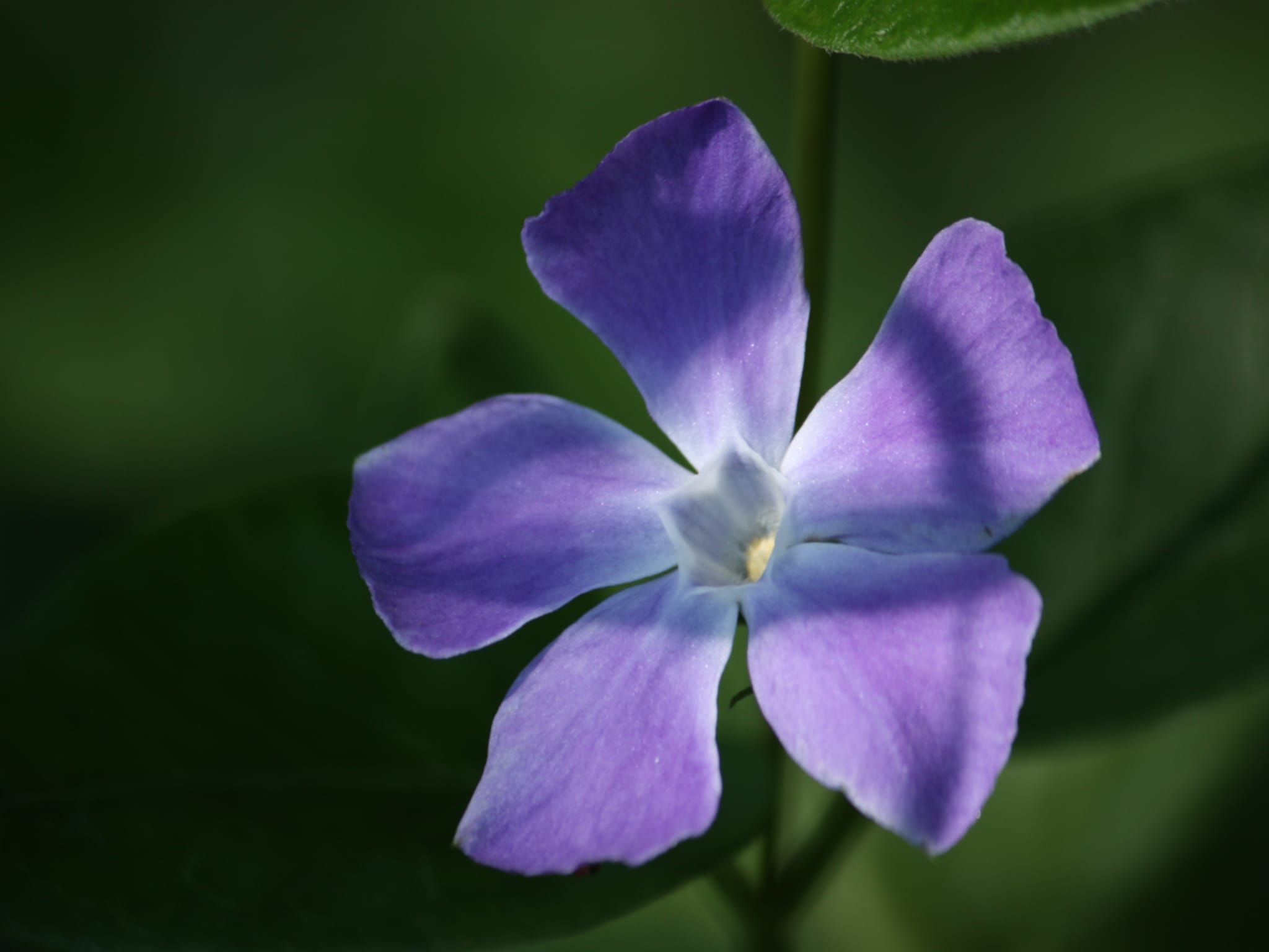 Sfeerbeeld van Tuinpad in Geesteren