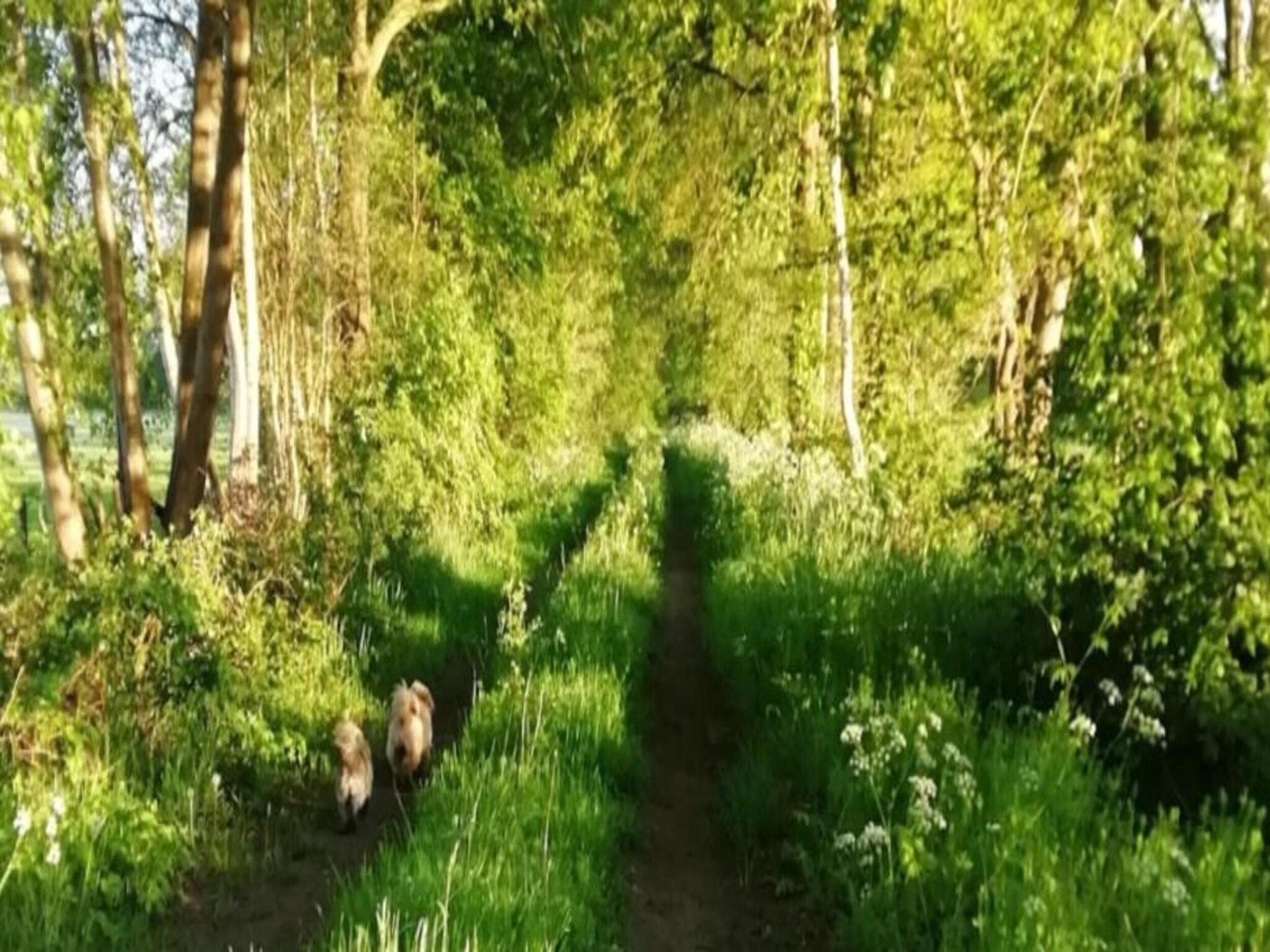 Tuinpad in Geesteren - Foto 38 van 40