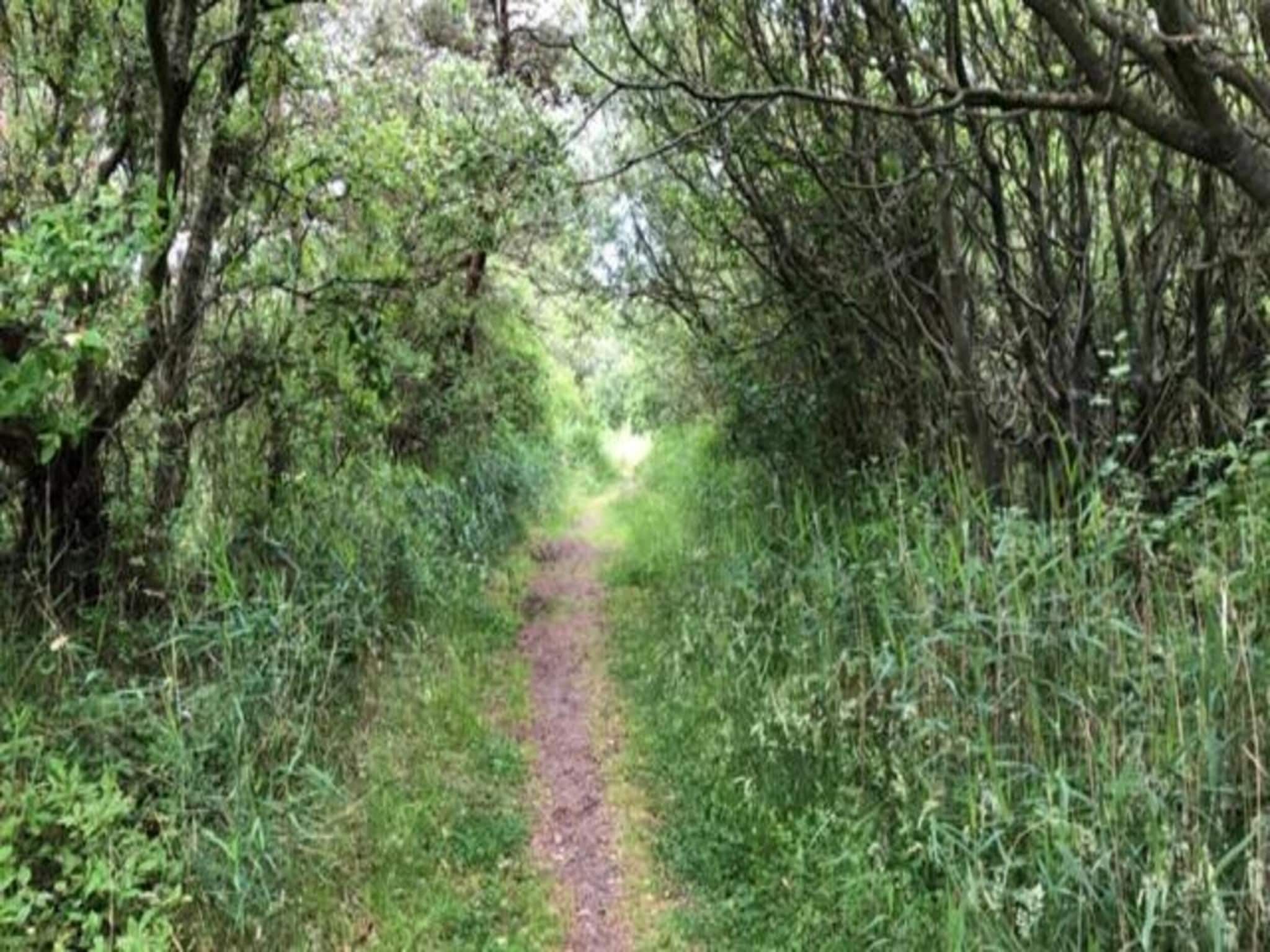 Duindroom op Terschelling in Midsland Terschelling - Foto 33 van 40