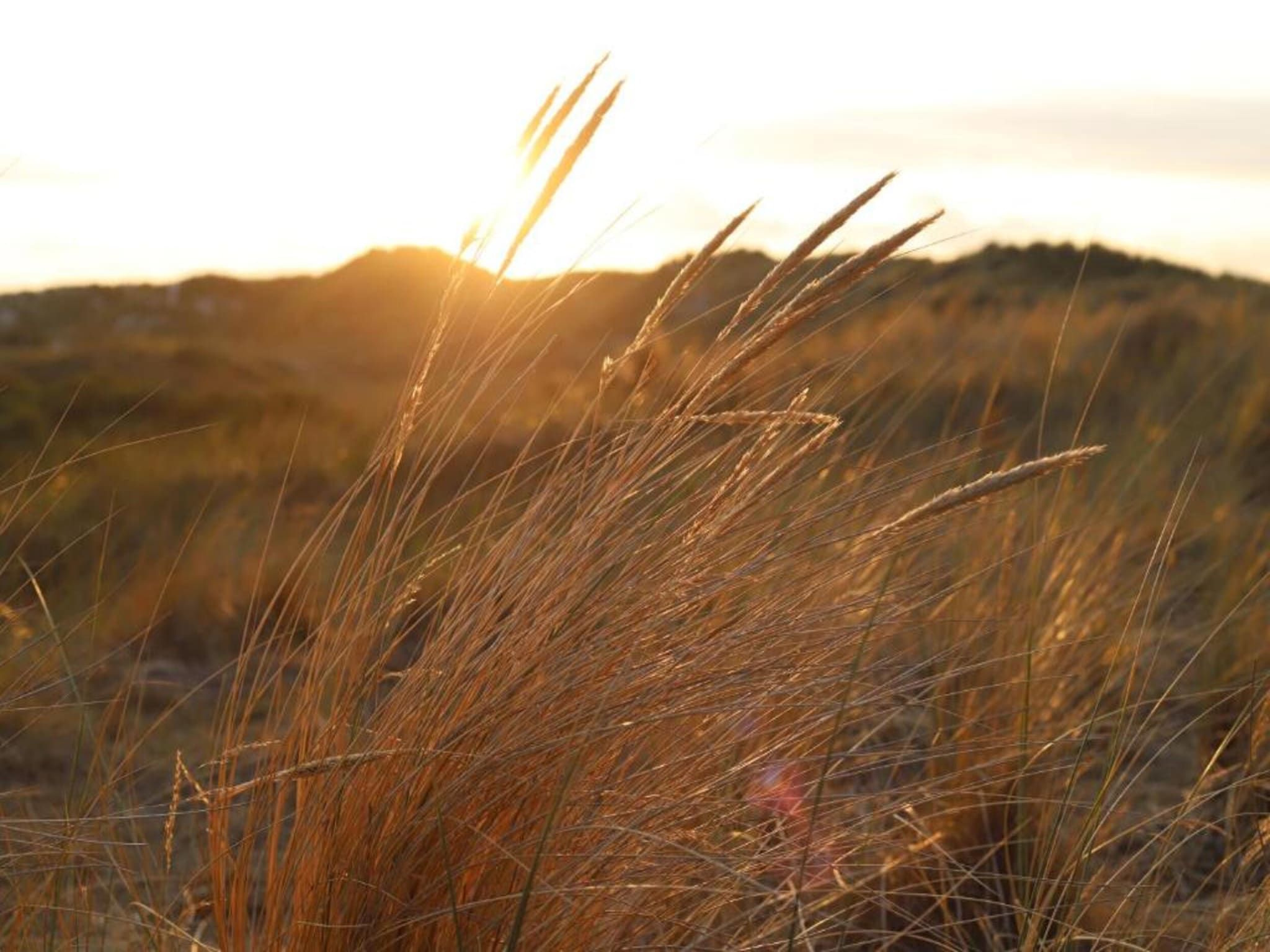 Duindroom op Terschelling in Midsland Terschelling - Foto 36 van 40
