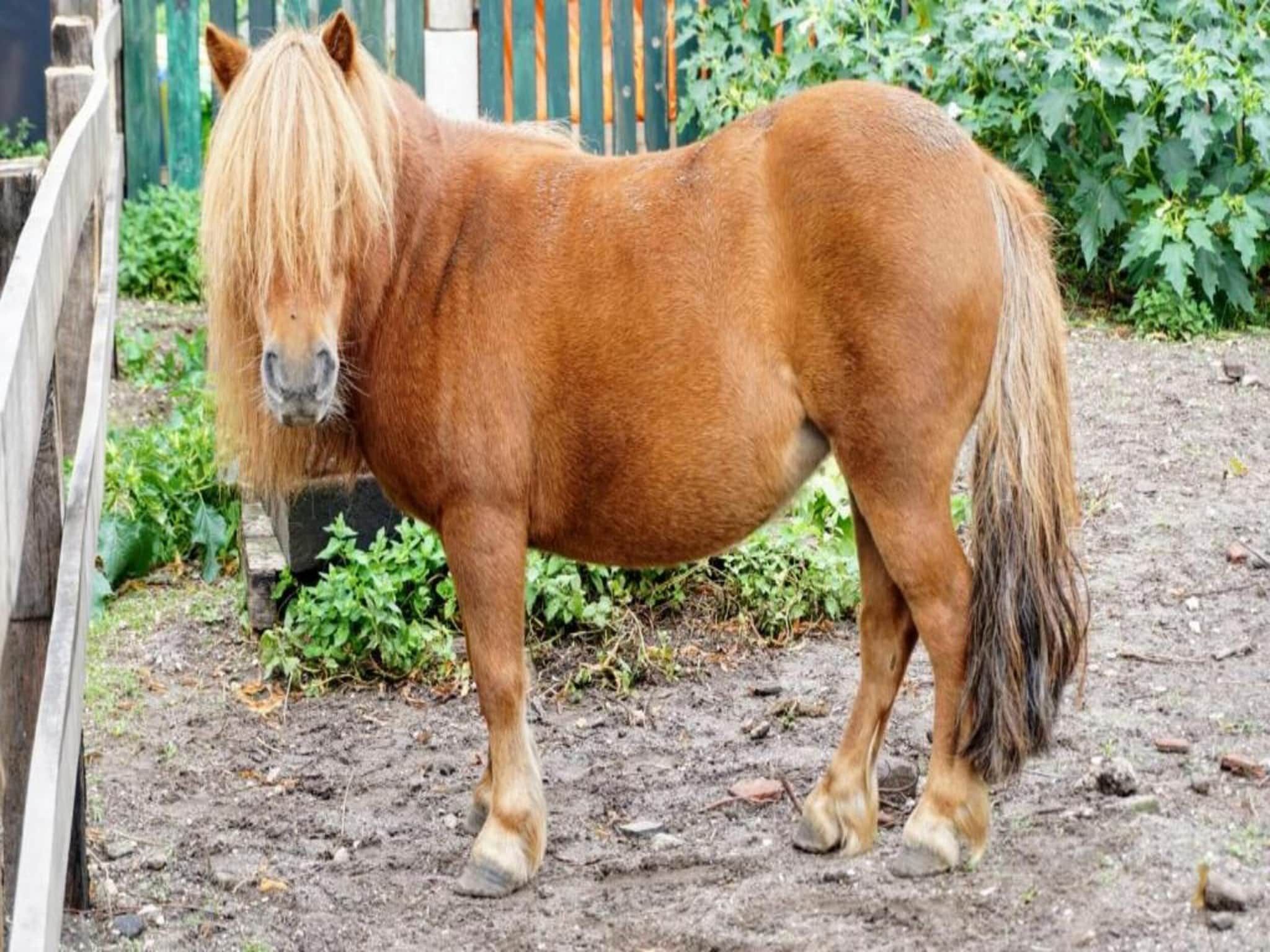 Vakantiepark Sandberghe 3 in Uden - Foto 34 van 42