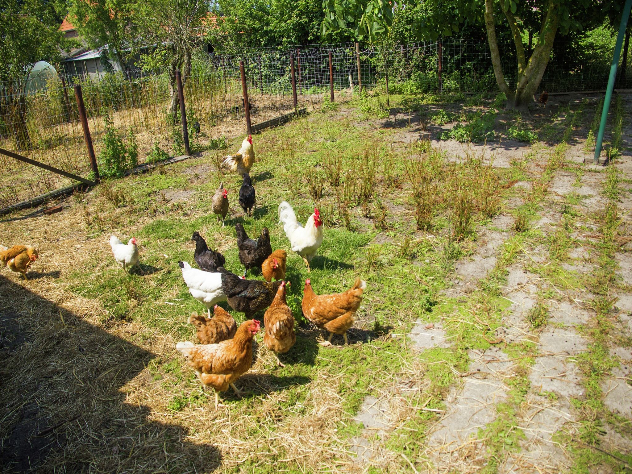 De Biezenknop in Eede - Foto 32 van 40