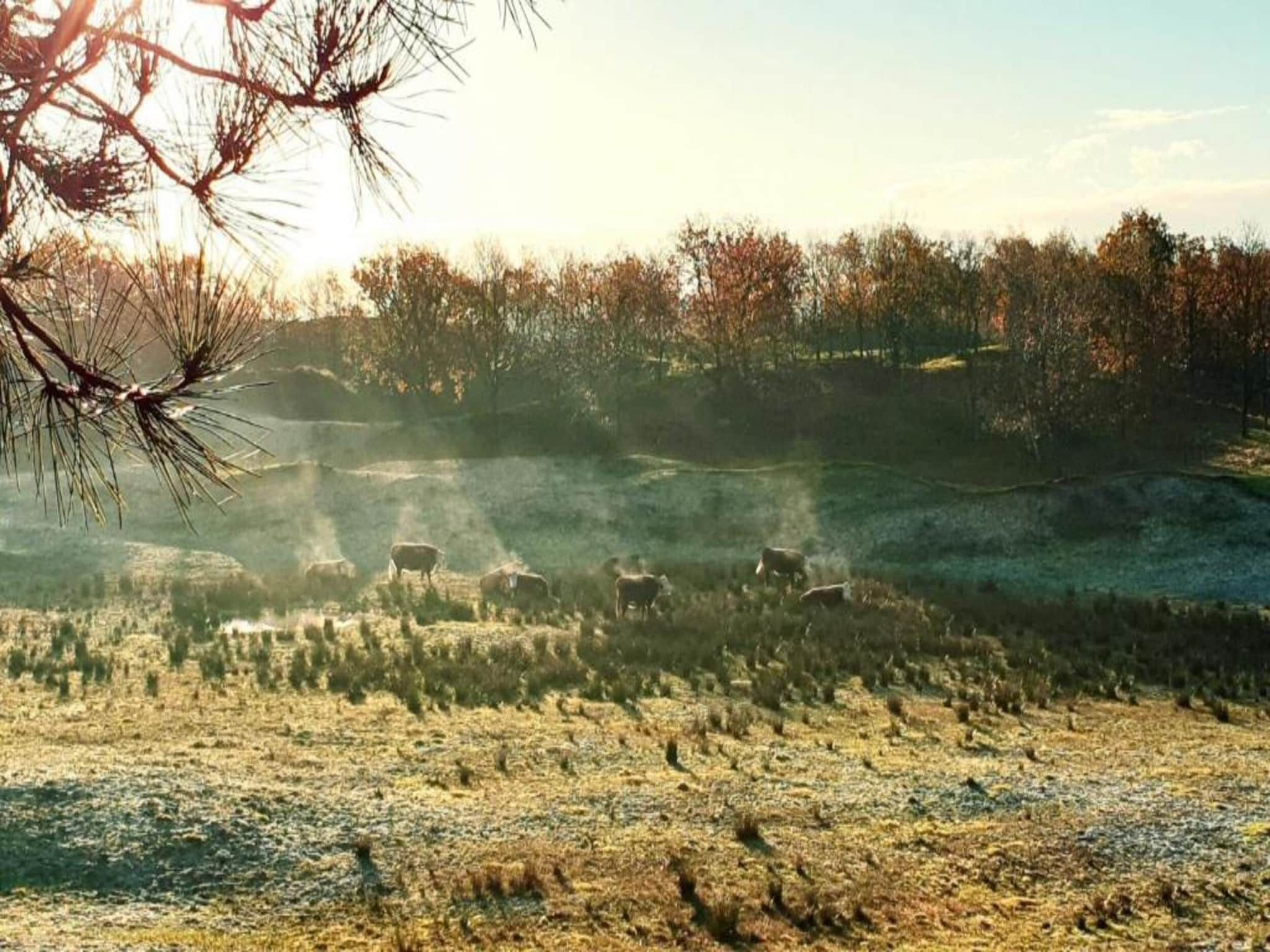 Buitenhof Domburg 1 in Domburg - Foto 22 van 40