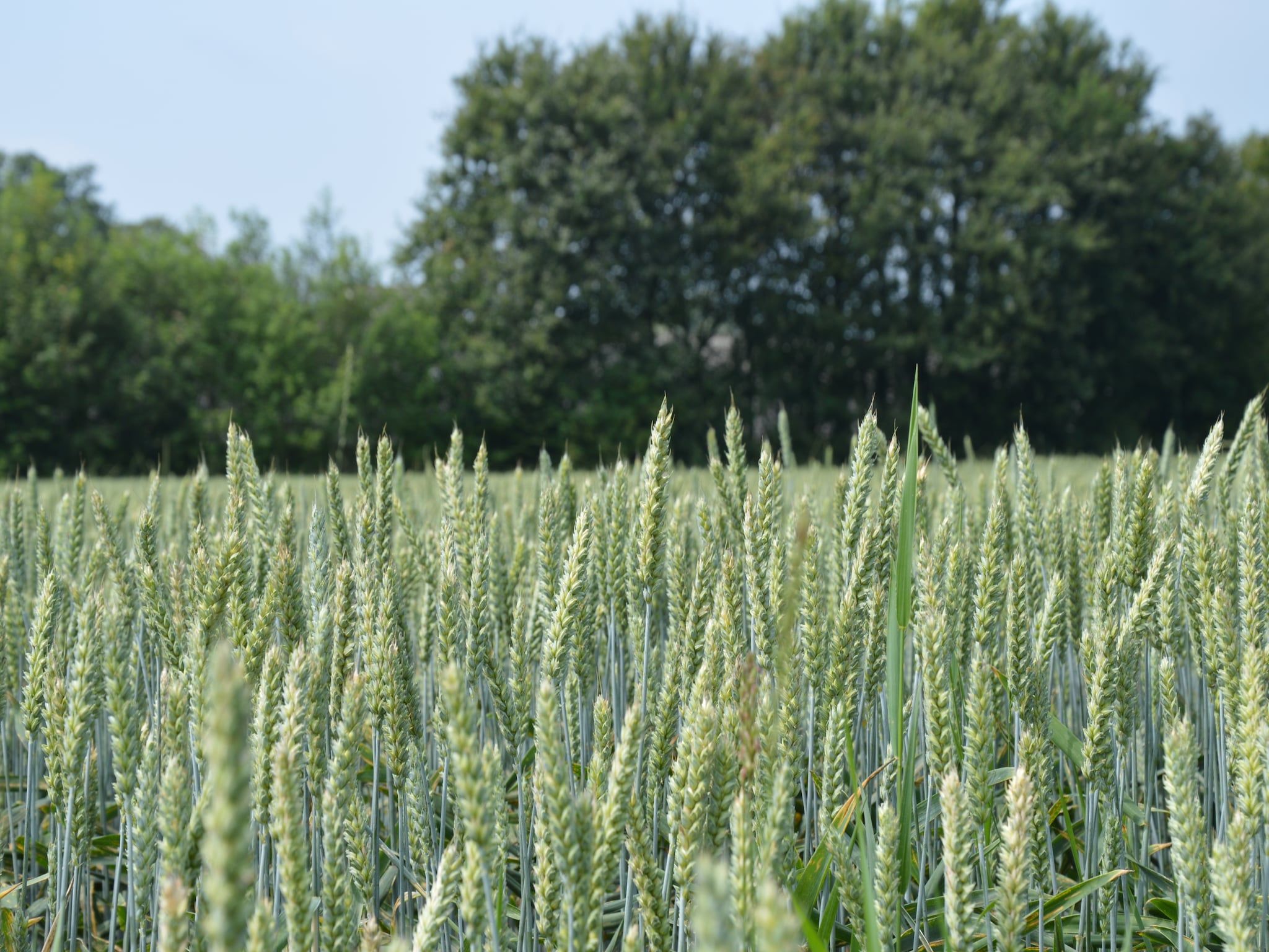 Bakhuus in Geesteren - Foto 26 van 31