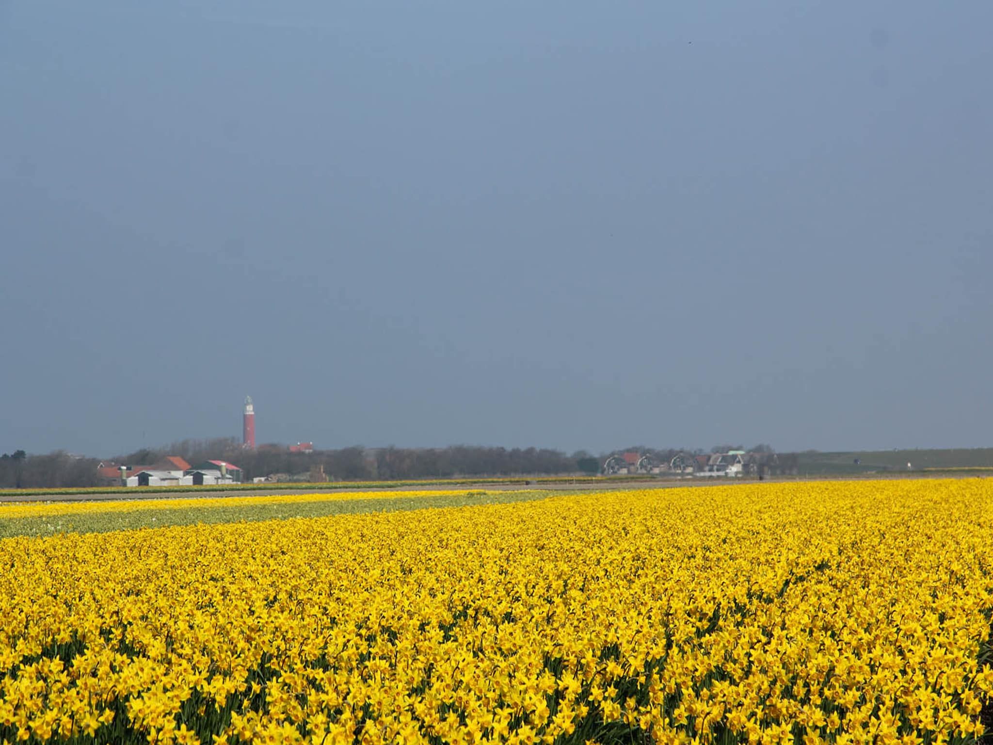 De Kerkuil in De Cocksdorp-Texel - Foto 24 van 28
