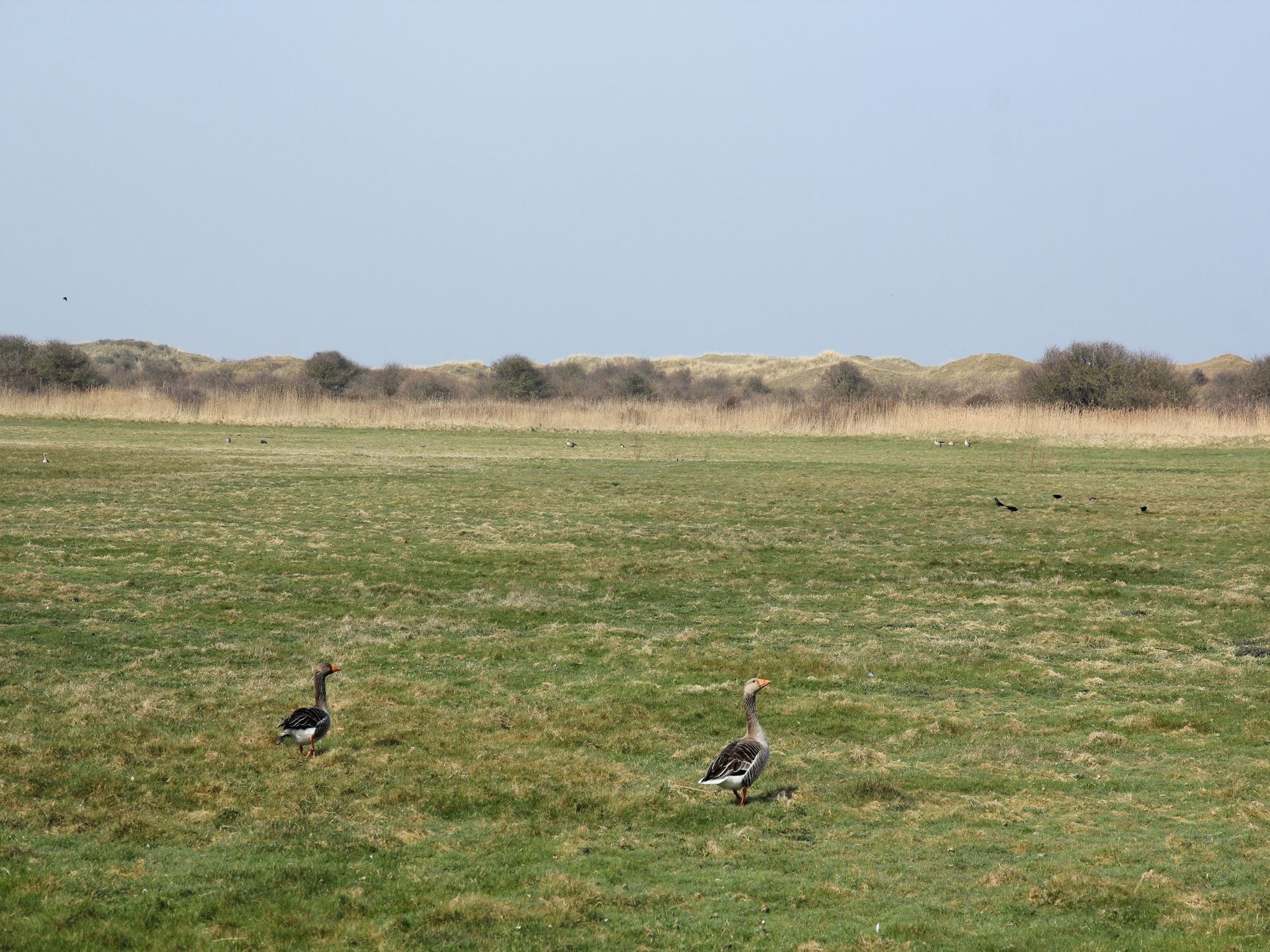 Villa  Hoogeland 106L in De Koog-Texel - Foto 20 van 29