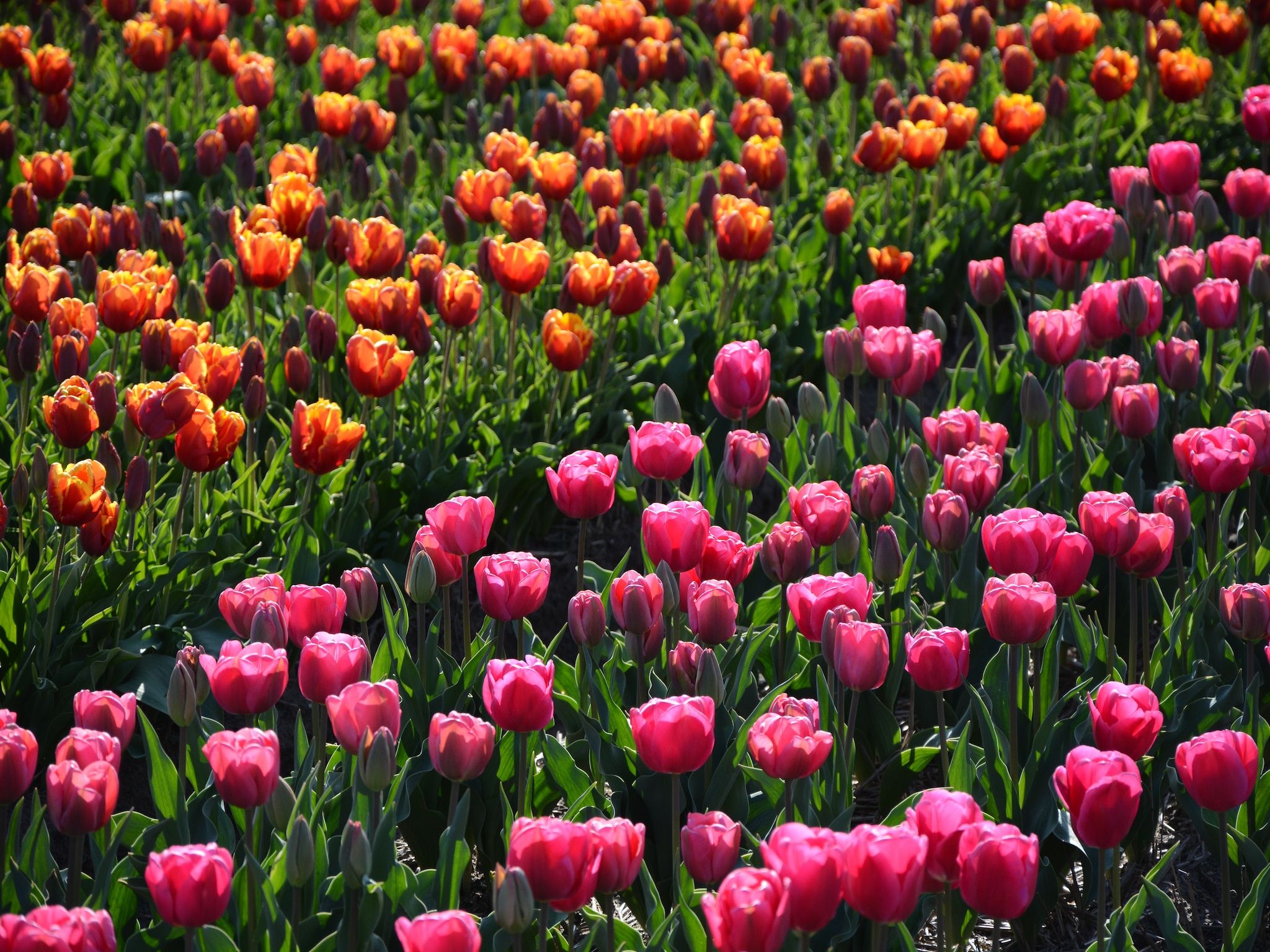 Shelley Beach House in Noordwijkerhout - Foto 29 van 40