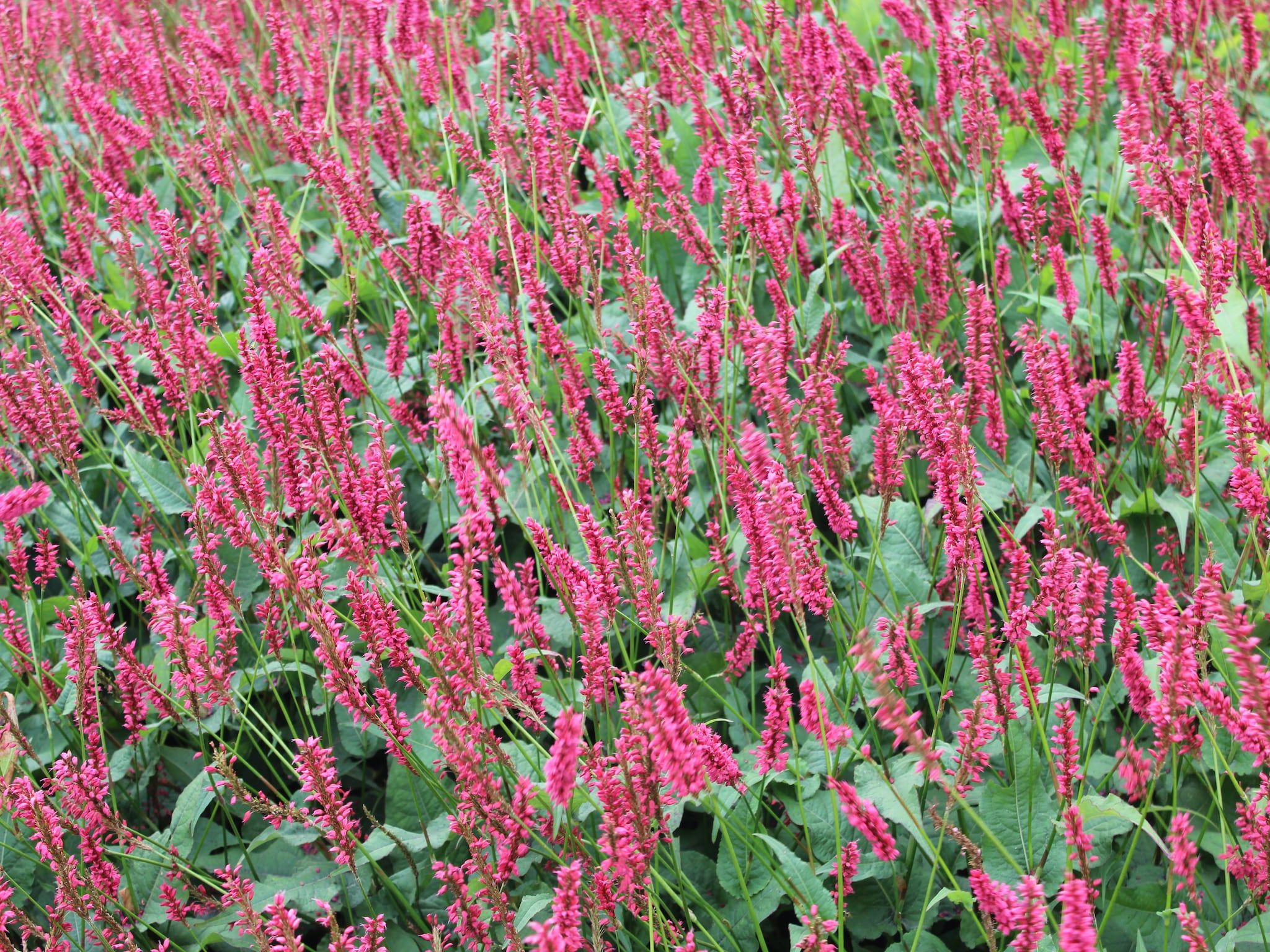 Sfeerbeeld van Resort Mooi Bemelen 5 in Bemelen
