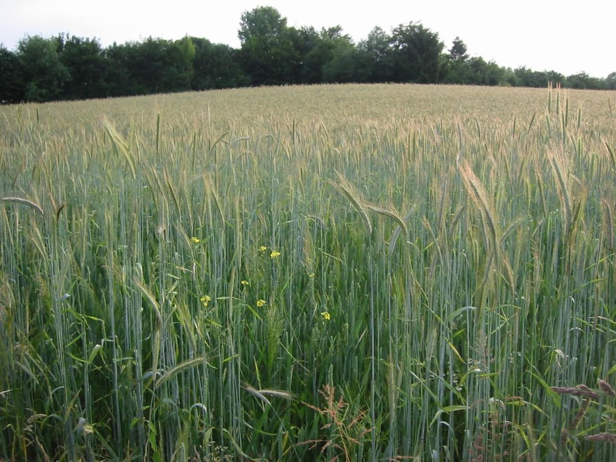 Resort Mooi Bemelen 3 in Bemelen - Foto 39 van 40