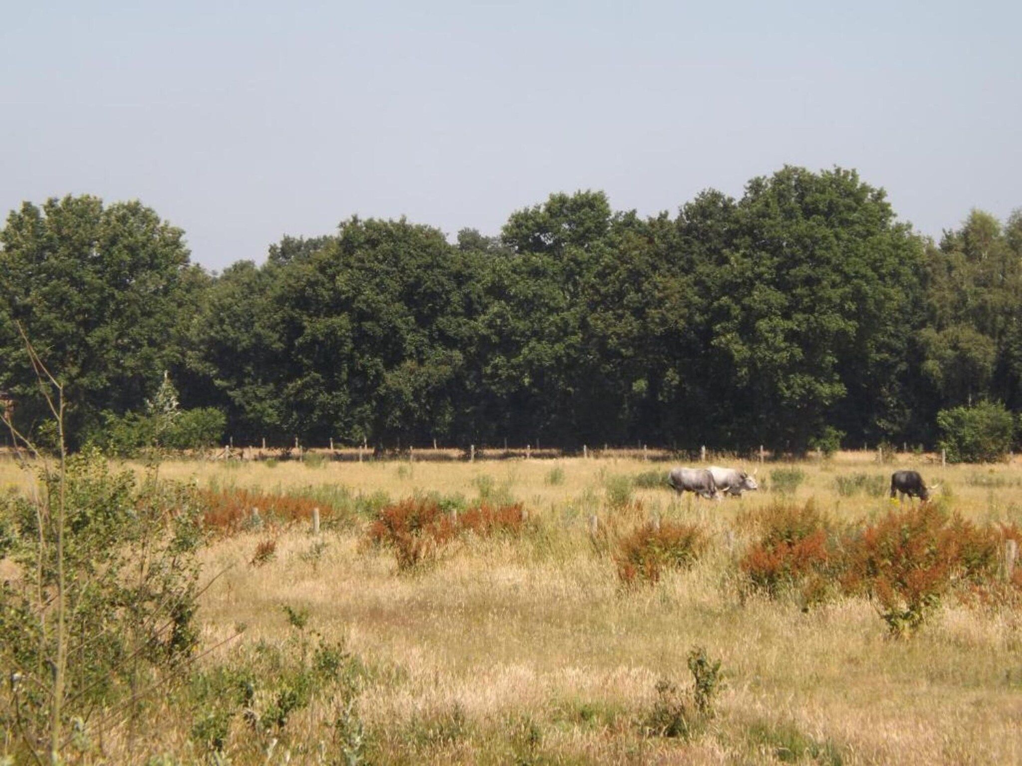 Bungalow 87 in Stramproy - Foto 33 van 40