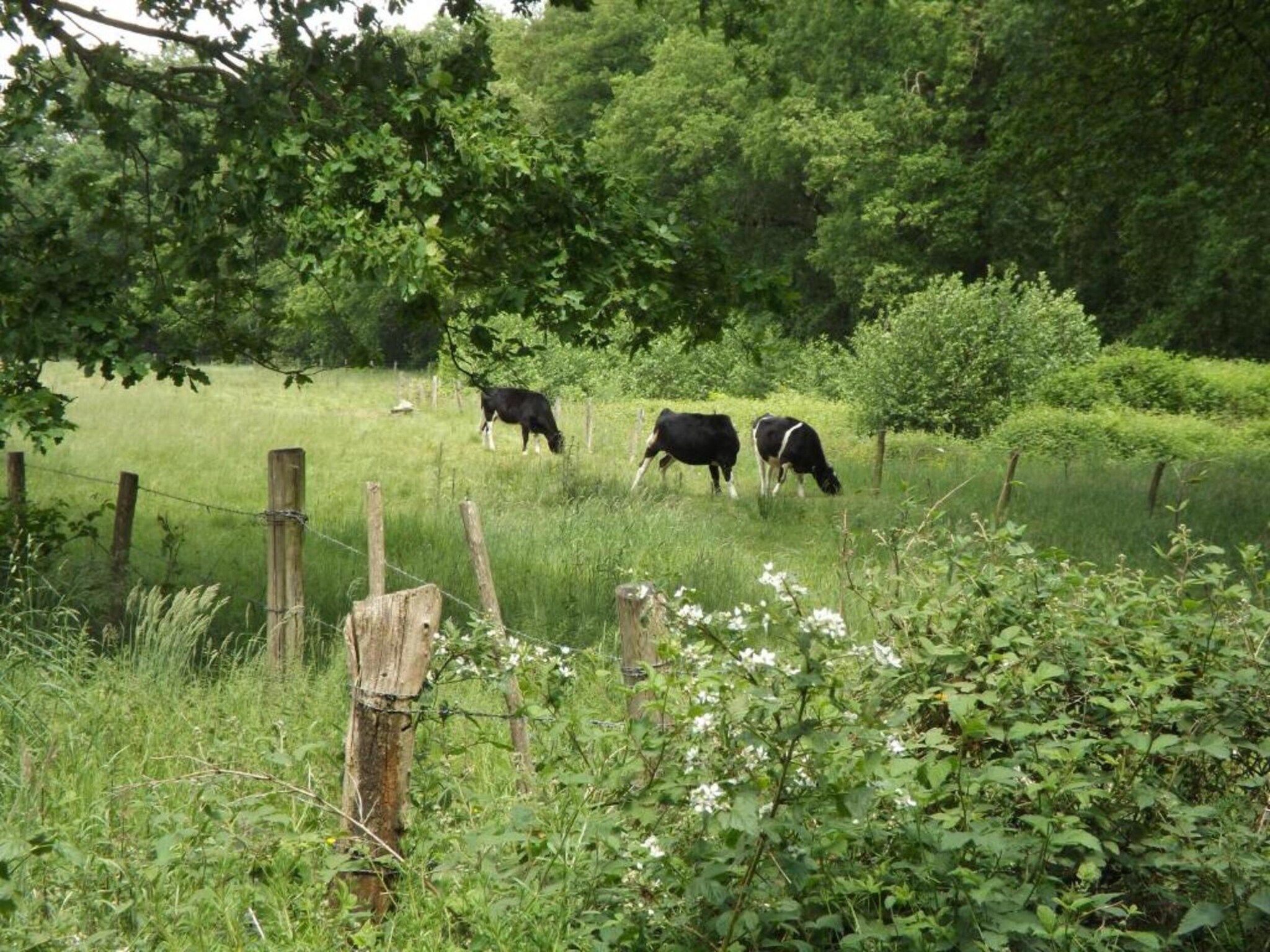 Bungalow 87 in Stramproy - Foto 37 van 40