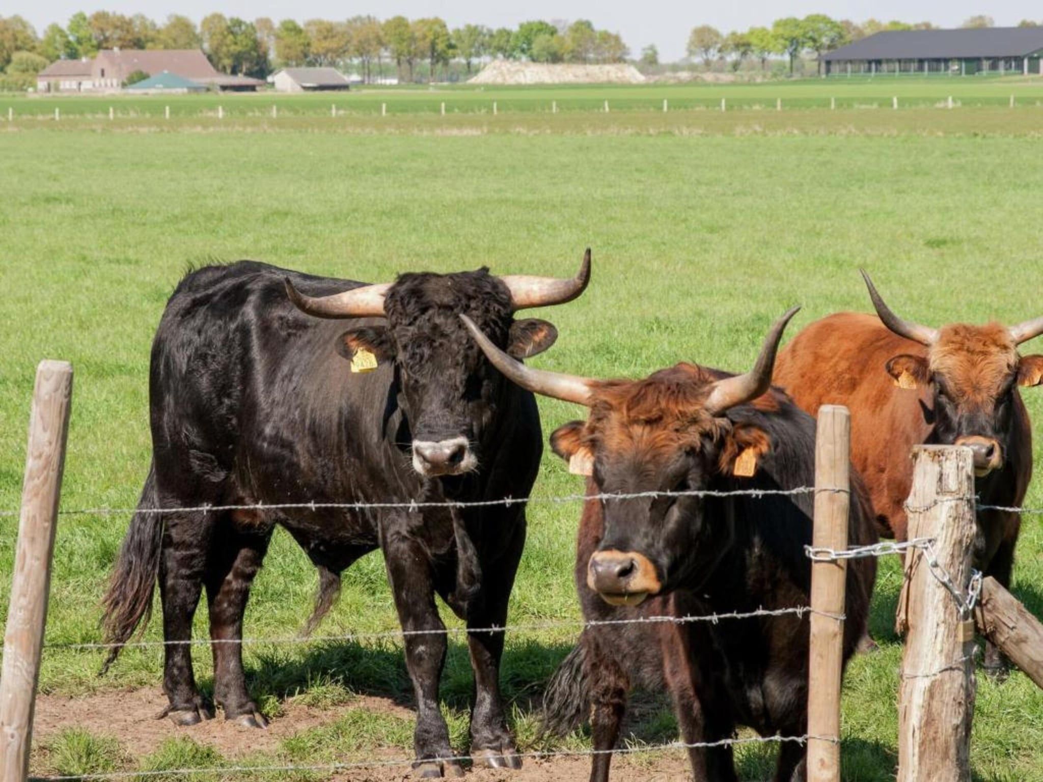 Bungalow 87 in Stramproy - Foto 27 van 40