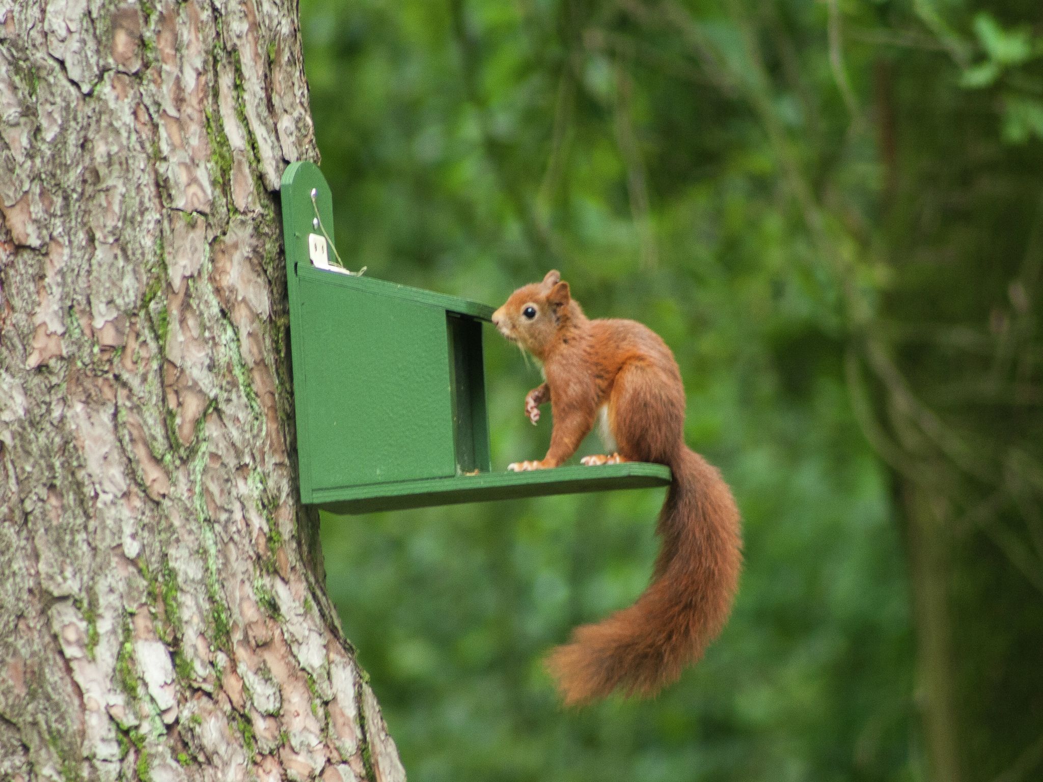 Sfeerbeeld van Bungalow 86 in Stramproy
