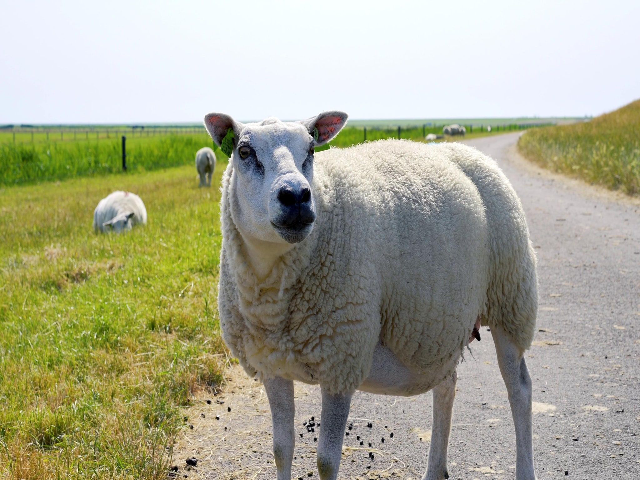 Sea Lodges Ameland 4 in Hollum - Foto 23 van 33