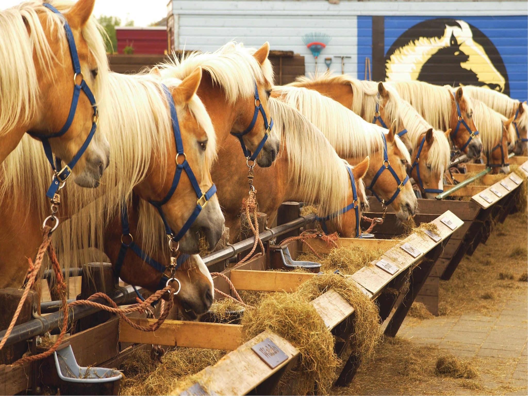 Sfeerbeeld van Kustpark Texel 7 in De Koog