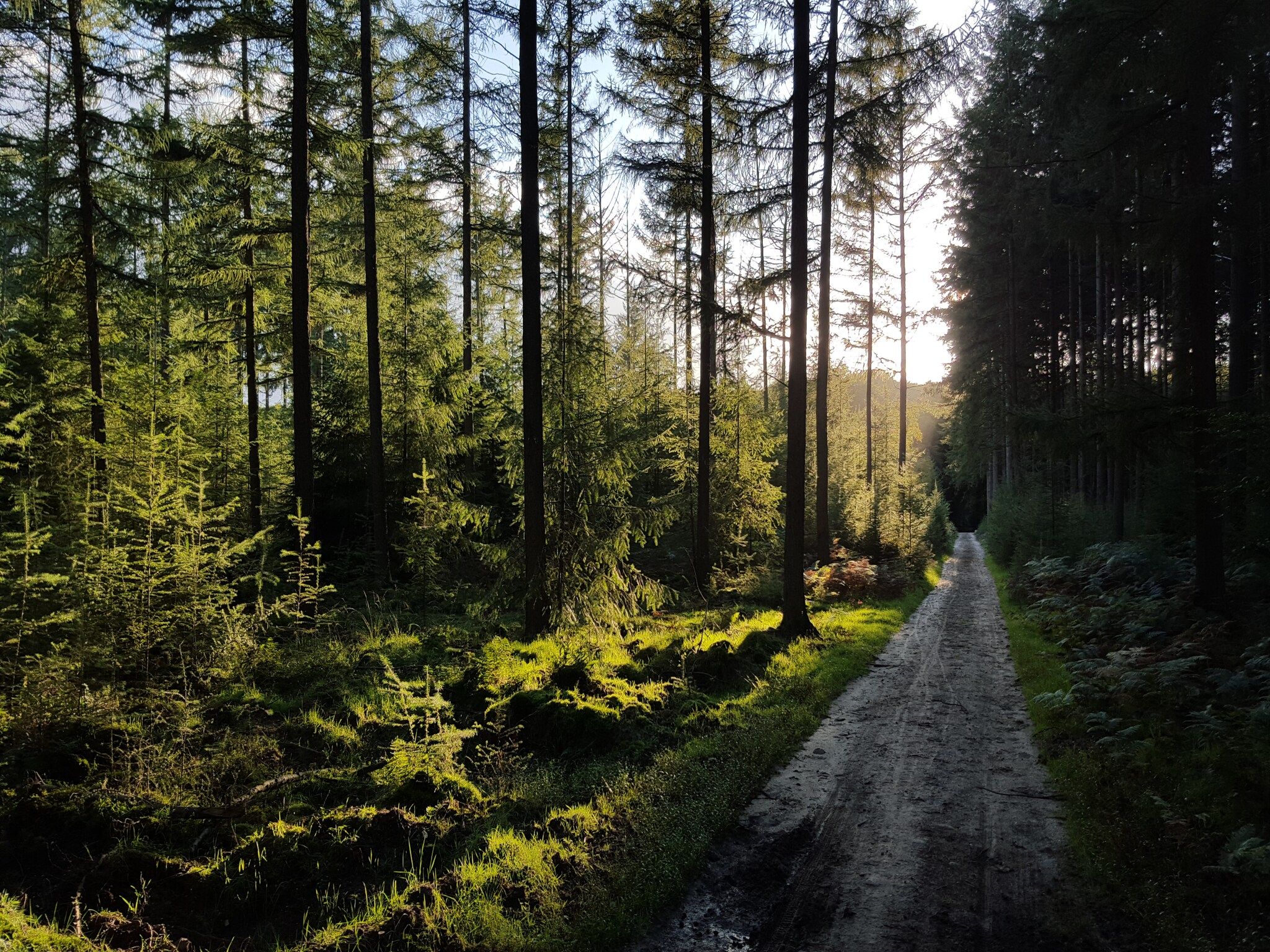 Recreatiepark de Boshoek 2 in Voorthuizen - Foto 39 van 40
