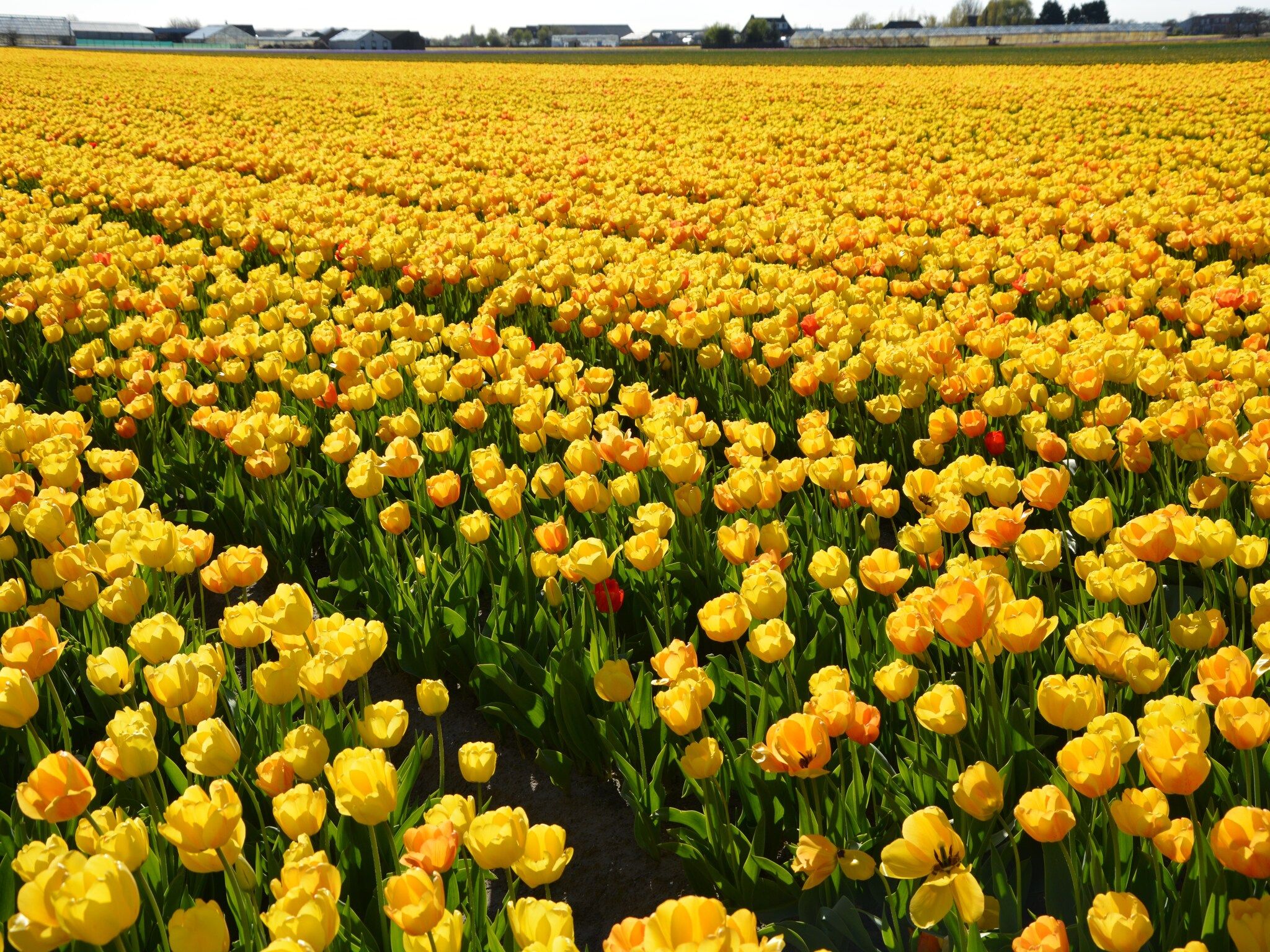De omgeving van Bos-Lodge in Noordwijkerhout