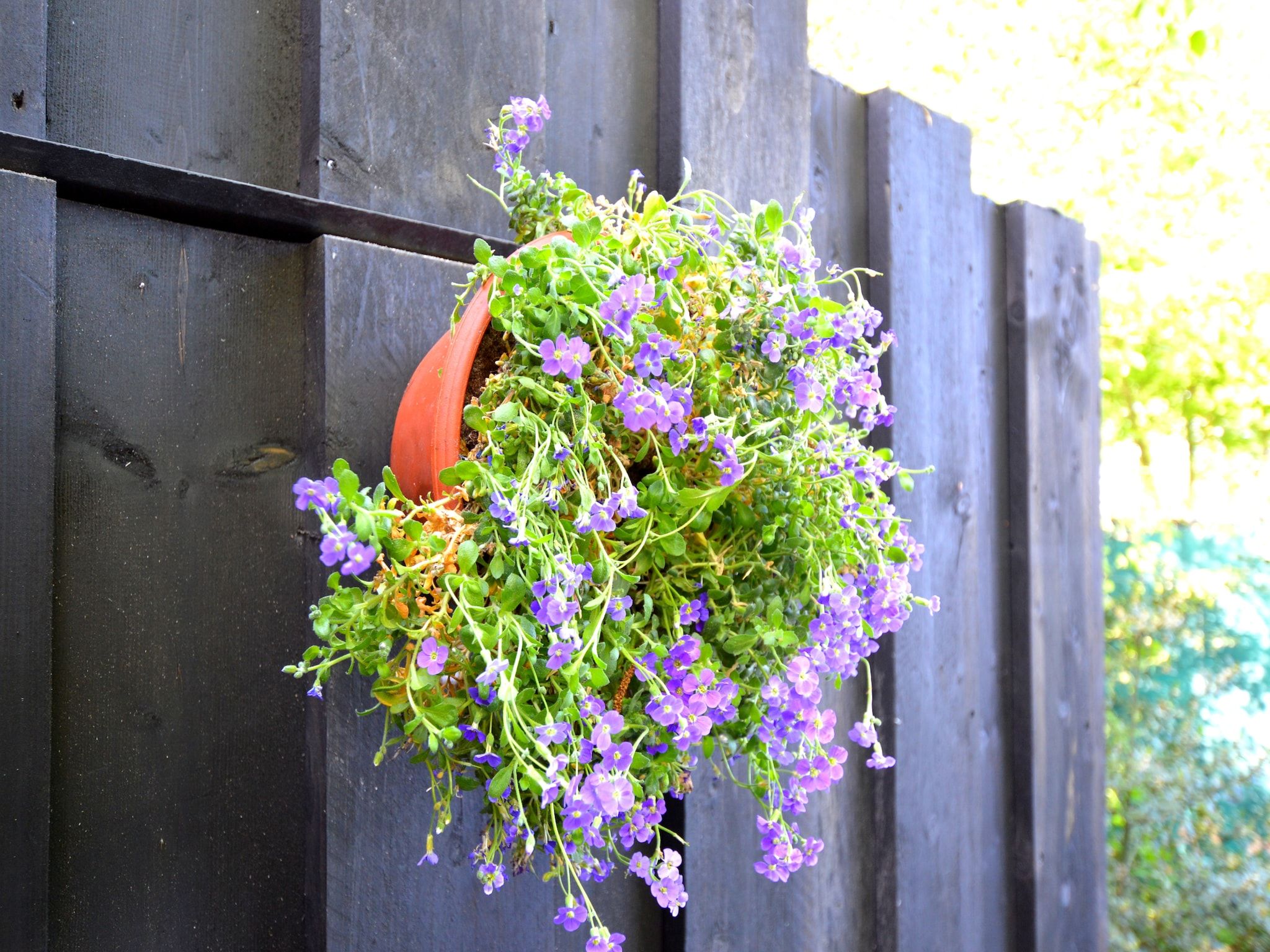 De tuin van Guesthouse The Old Cottage in Volkel