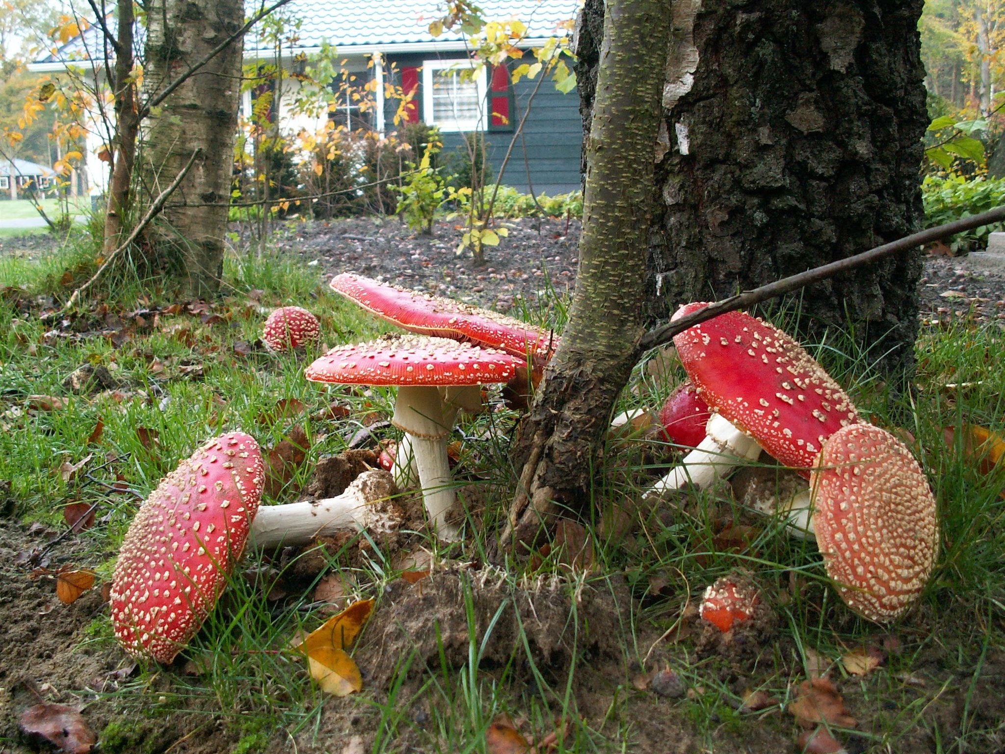 Buitenplaats Gerner 6 in Dalfsen - Foto 27 van 39