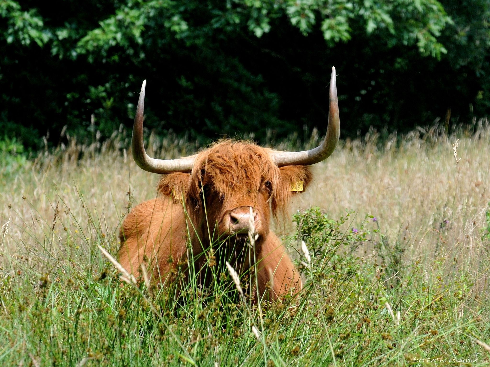 Landrijk de Reesprong 2 in Buurse - Foto 36 van 39
