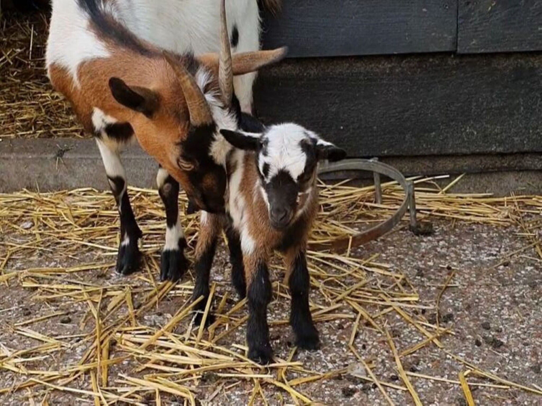 Landelijk Utrecht in Overberg - Foto 30 van 40