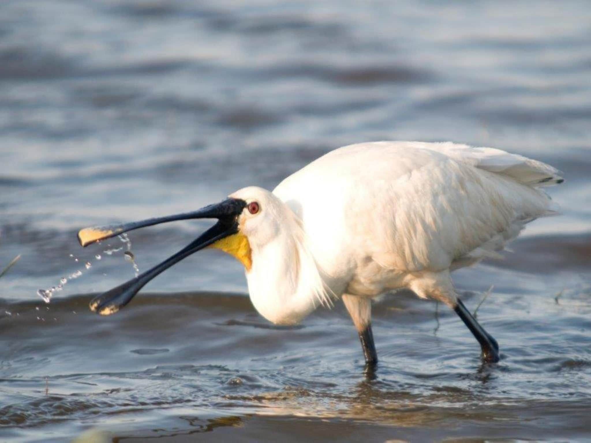 Hazenborgh - Zon in Callantsoog - Foto 27 van 40