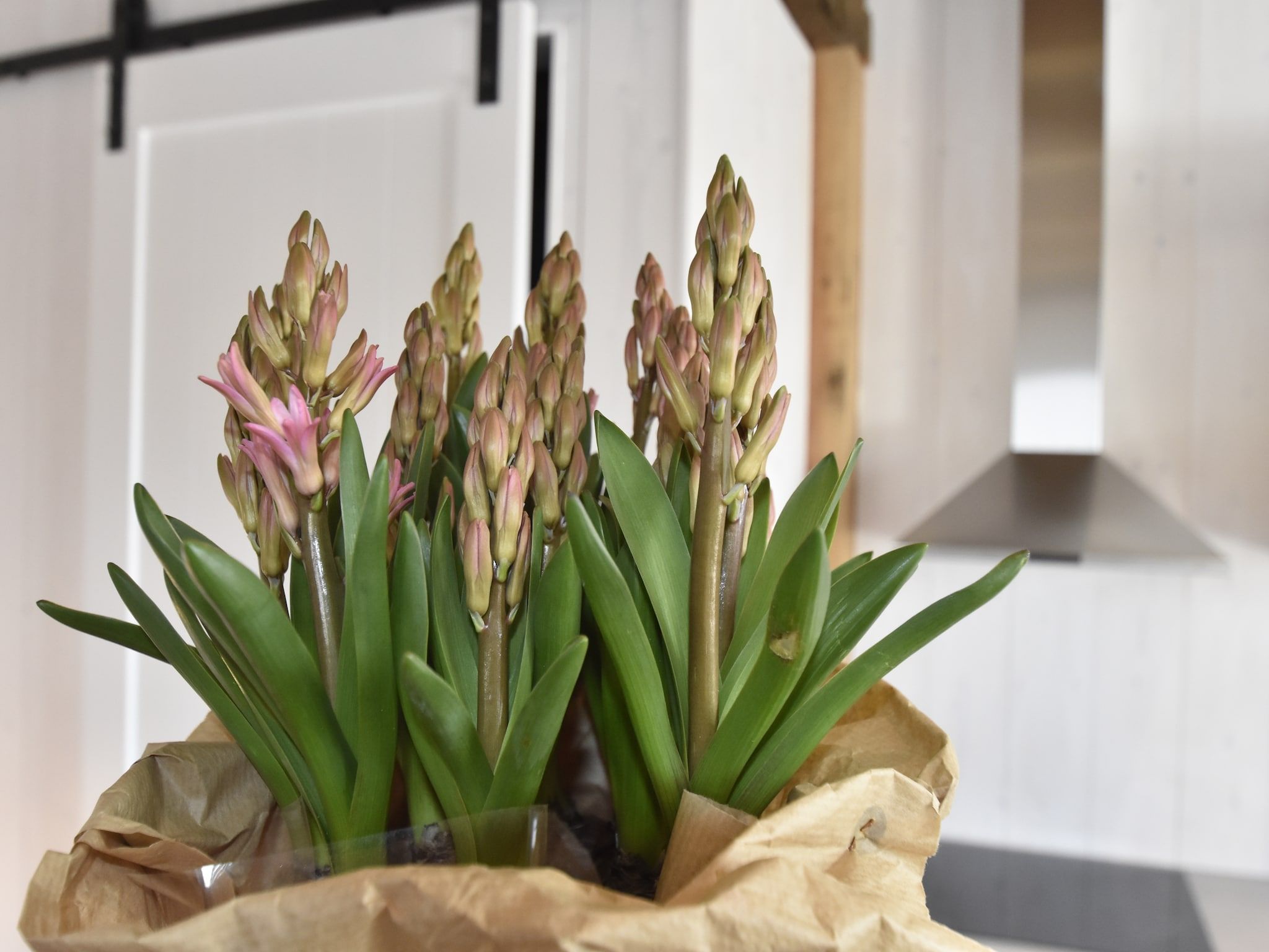 Sfeerbeeld van Hazenborgh - Studio Eb in Callantsoog