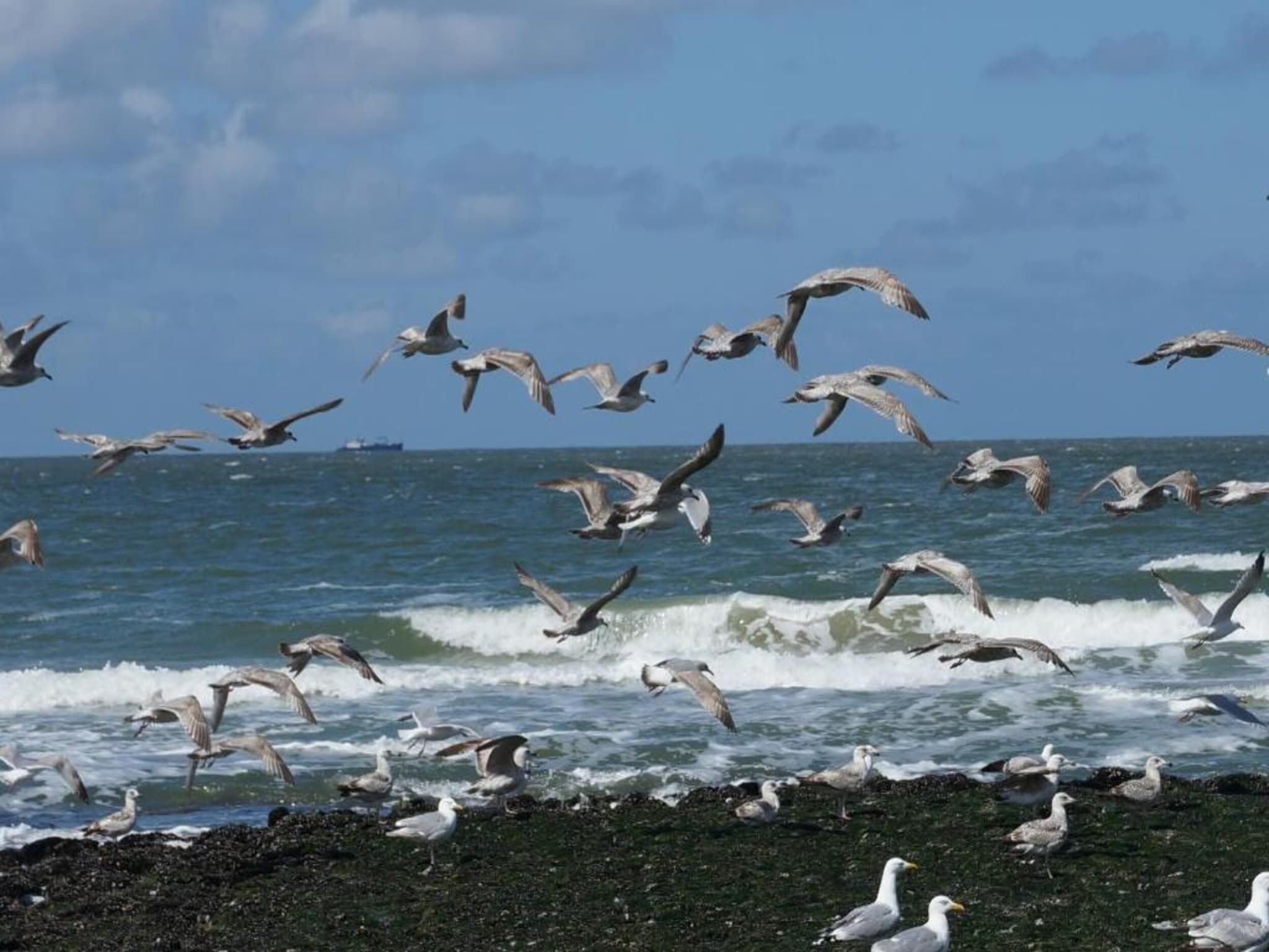 Hazenborgh - Strandhuys in Callantsoog - Foto 36 van 40
