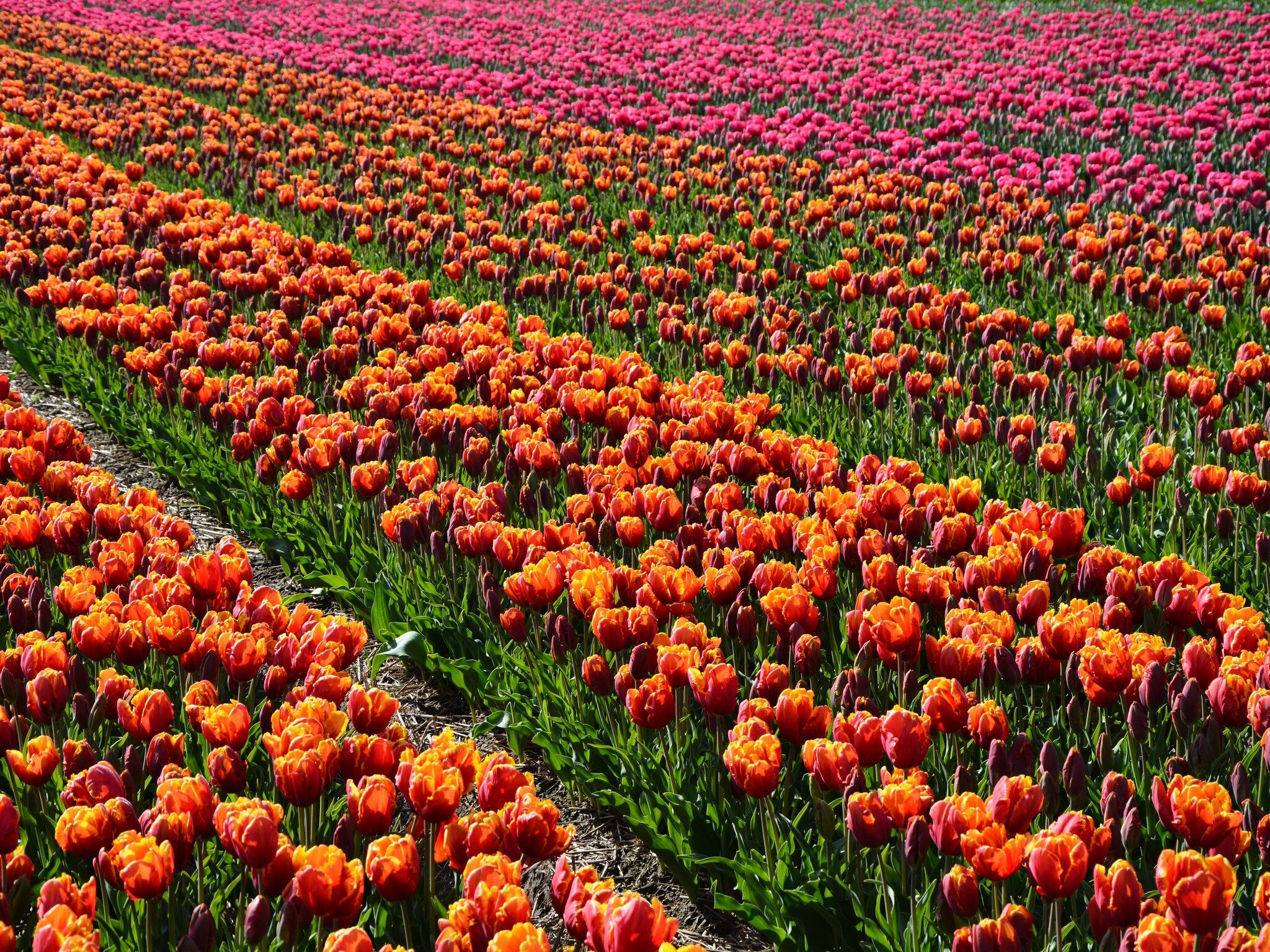 De omgeving van 't Zeepaardje in Noordwijkerhout