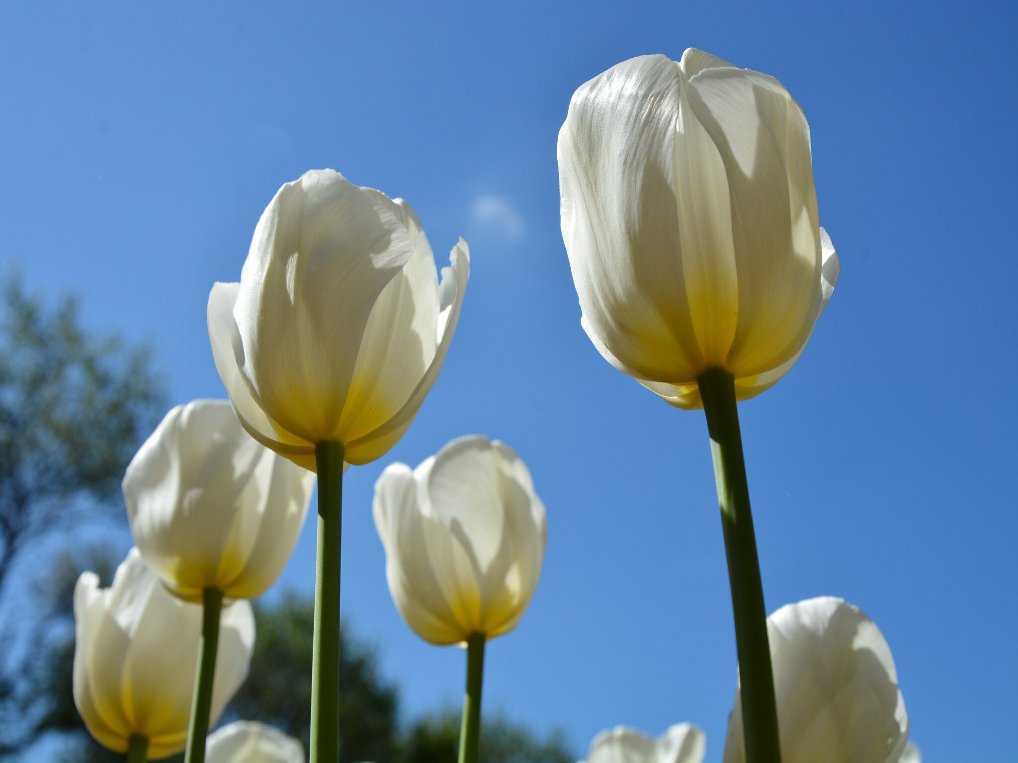De omgeving van 't Zeepaardje in Noordwijkerhout