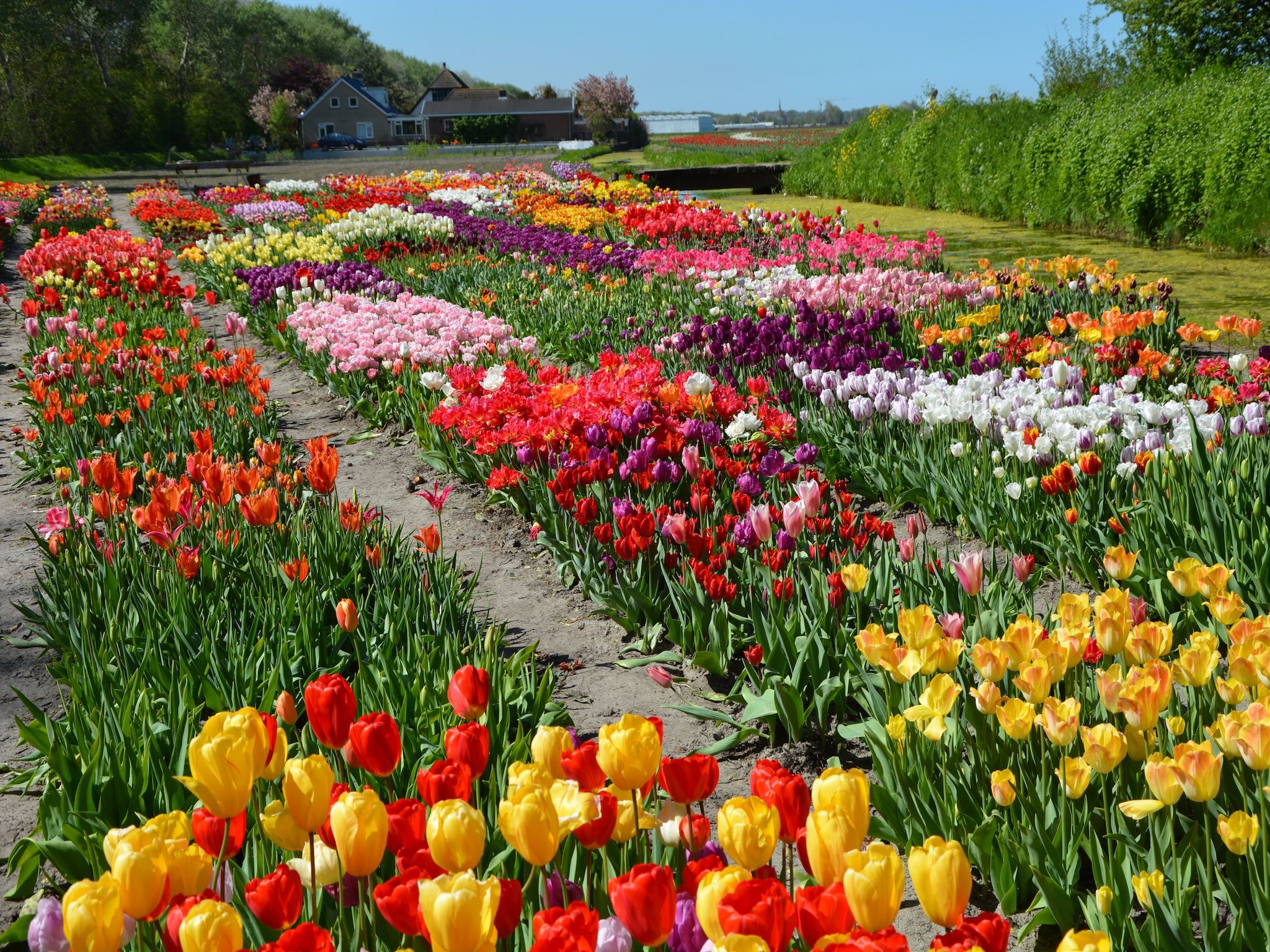 De omgeving van 't Zeepaardje in Noordwijkerhout