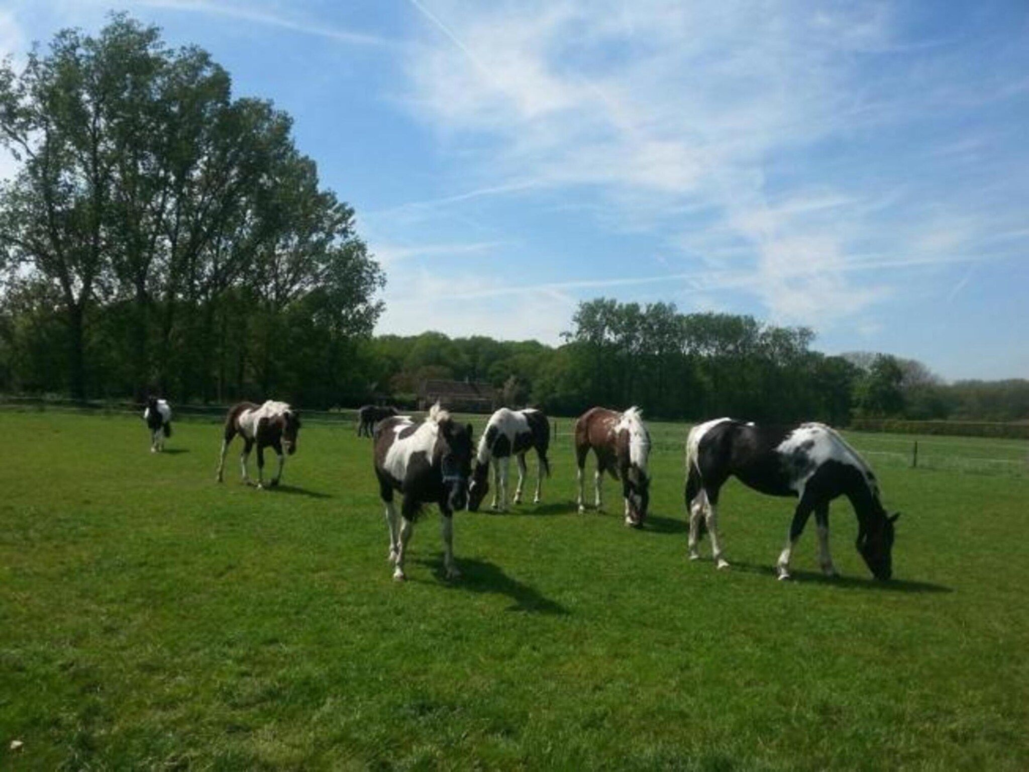 Recreatiepark Duinhoeve 6 in Udenhout - Foto 31 van 40