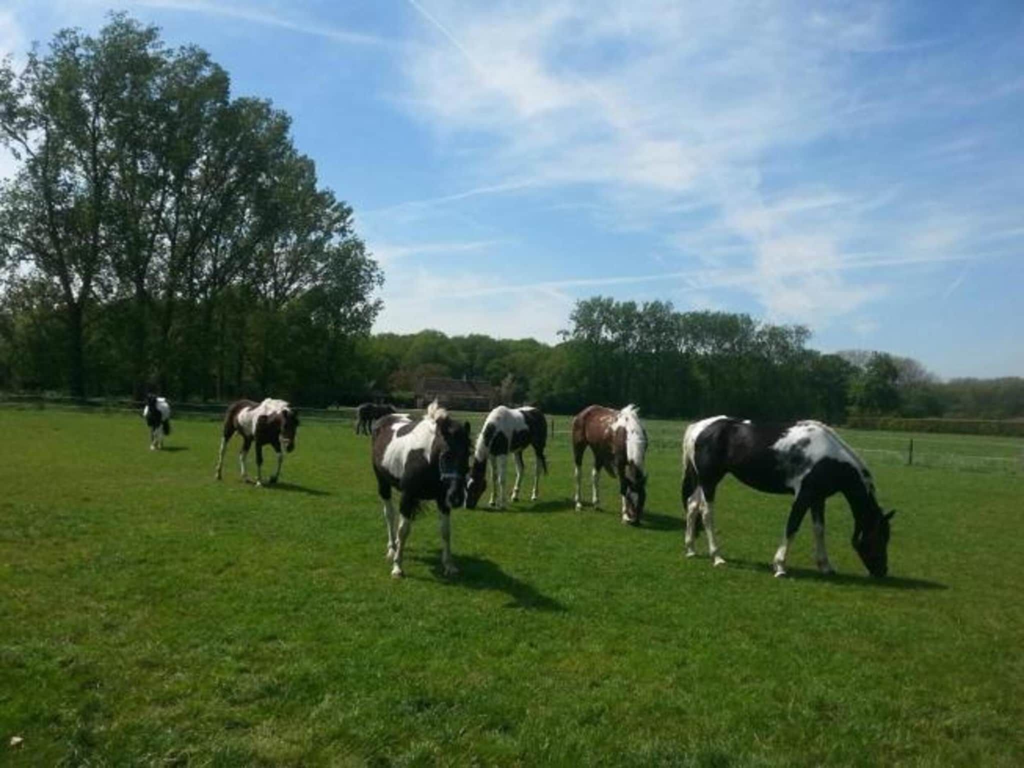 Recreatiepark Duinhoeve 9 in Udenhout - Foto 33 van 40