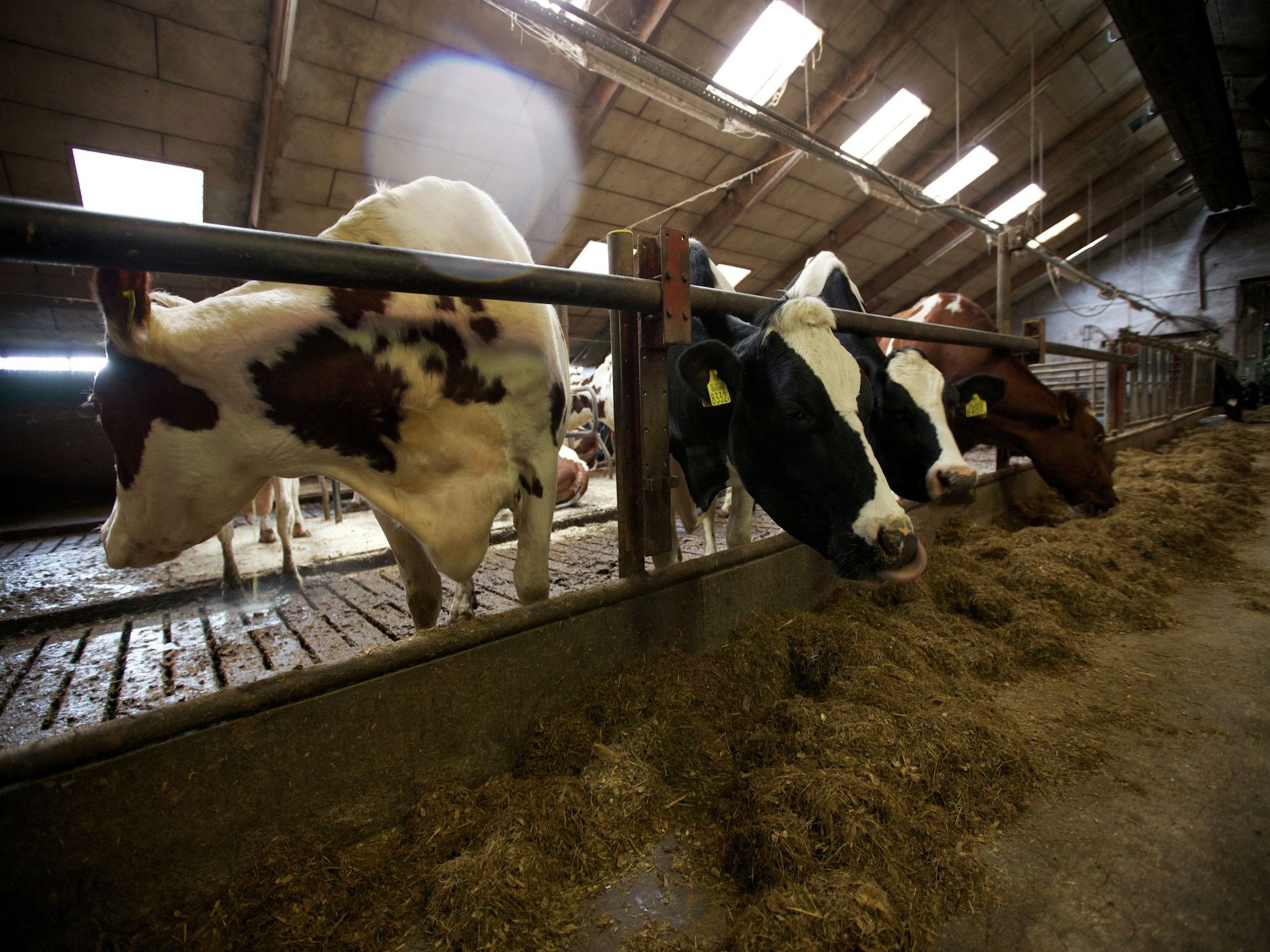 Parkfaciliteiten bij Koe in de Kost 2 in Heeten