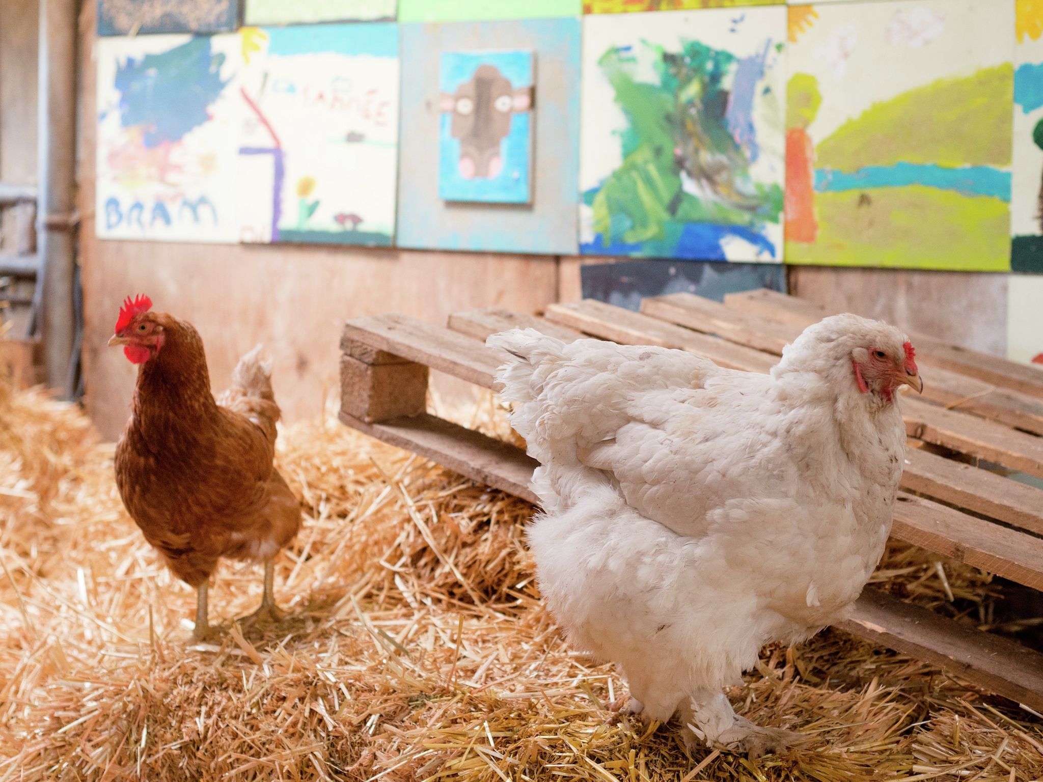 Sfeerbeeld van Koe in de Kost 2 in Heeten