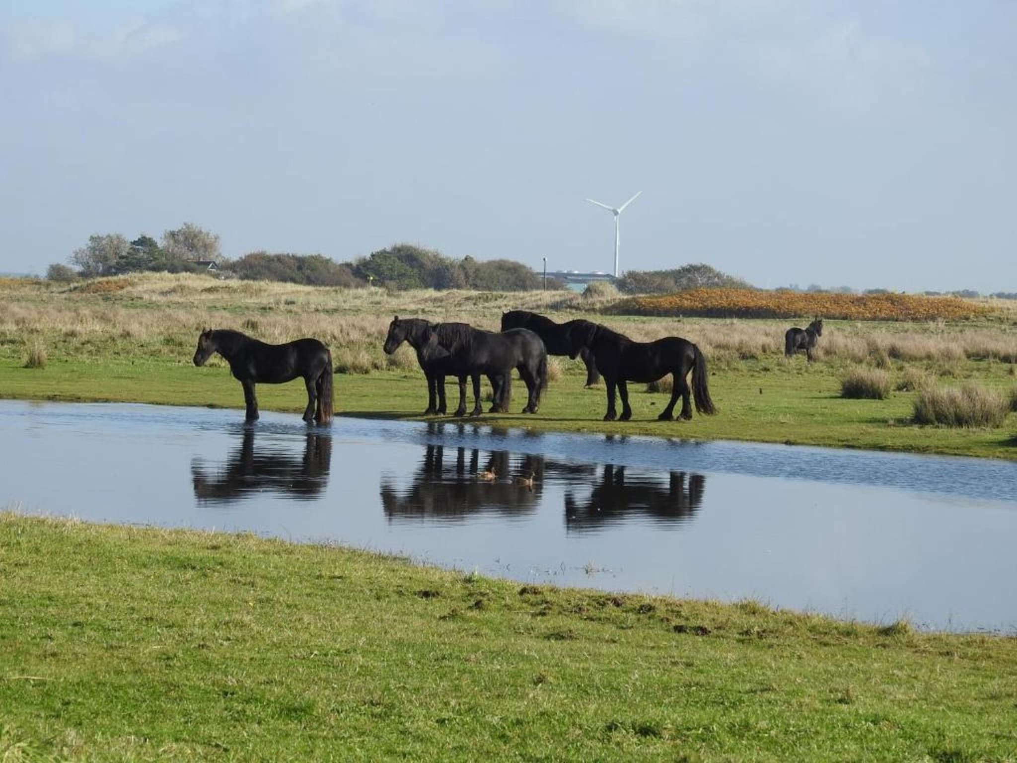 Zilte Bries in Callantsoog - Foto 27 van 35